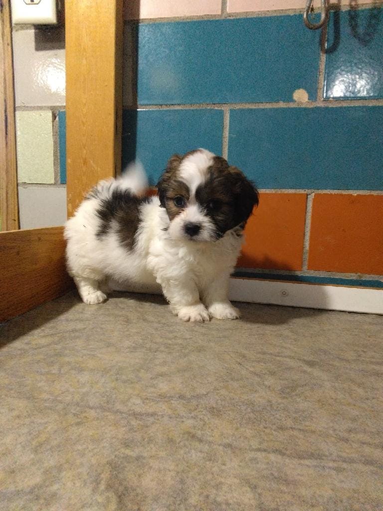 Parker  – Shihpoo puppy for sale in Barnegat, NJ
