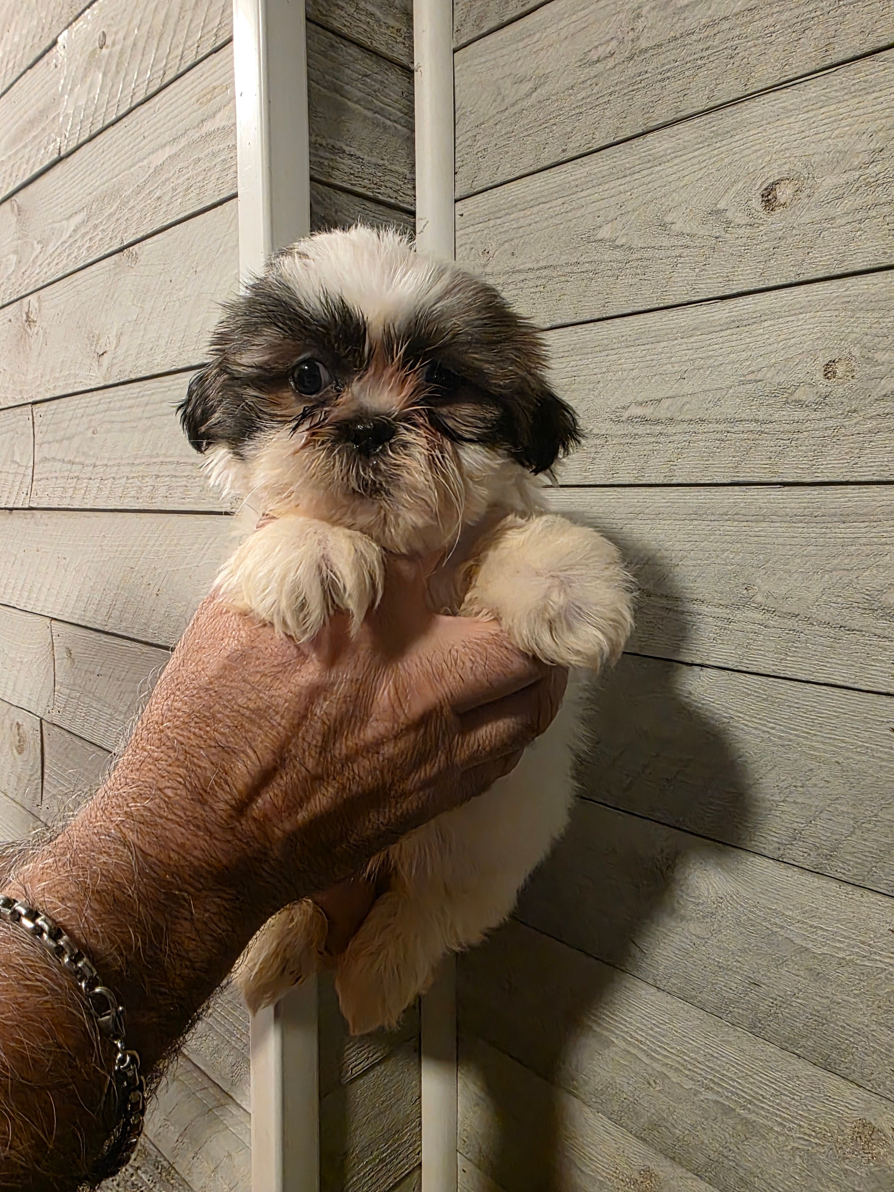 Steven  – Shih Tzu puppy for sale in Barnegat, NJ