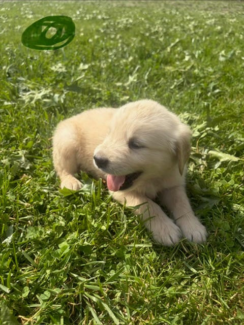 Green  – Golden Retriever puppy for sale in Trenton, MO