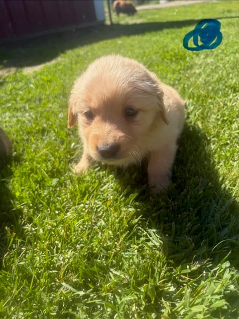 Blue  – Golden Retriever puppy for sale in Trenton, MO