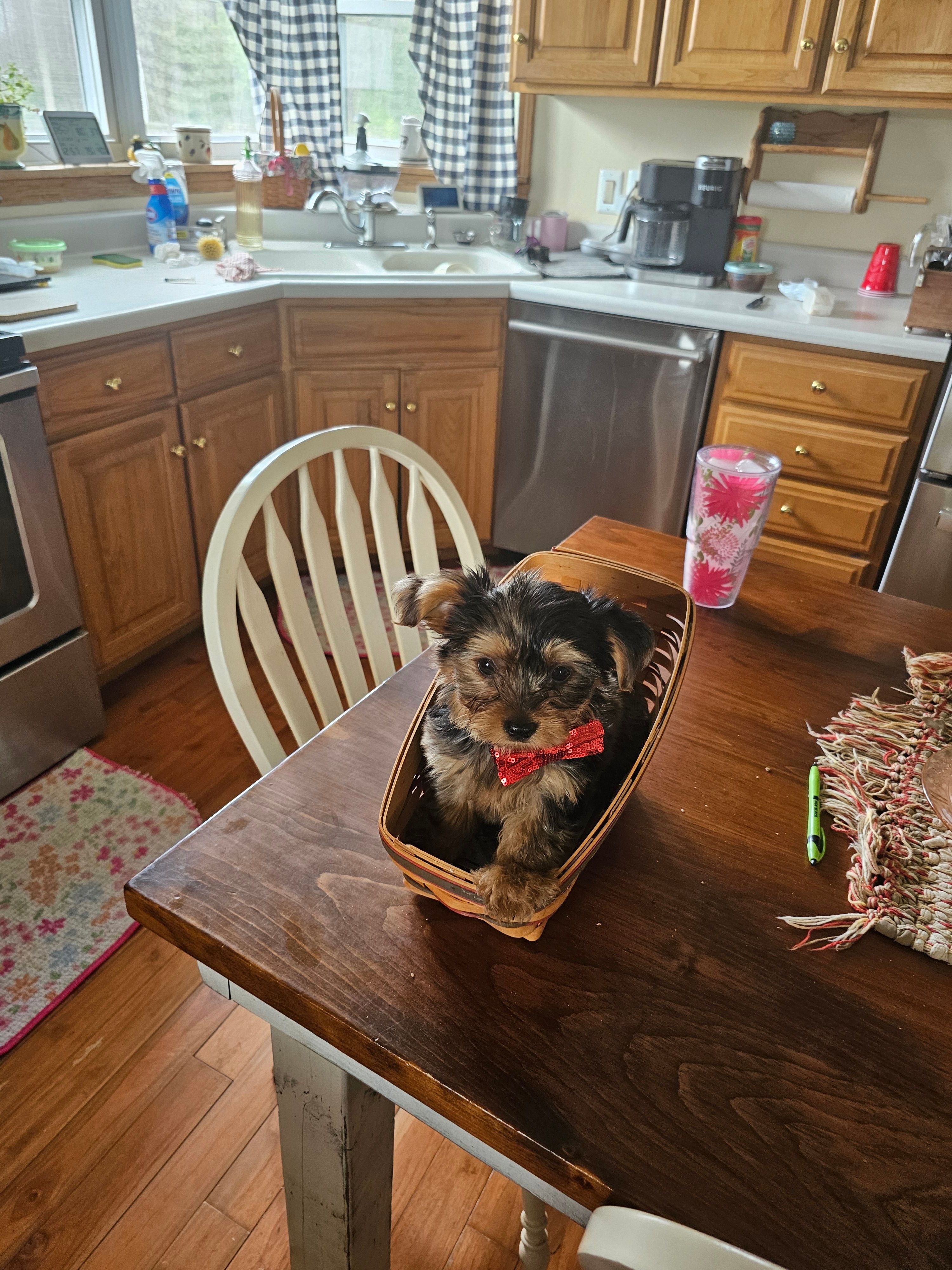 Rudy  – Yorkshire Terrier puppy for sale in Bedford, IN