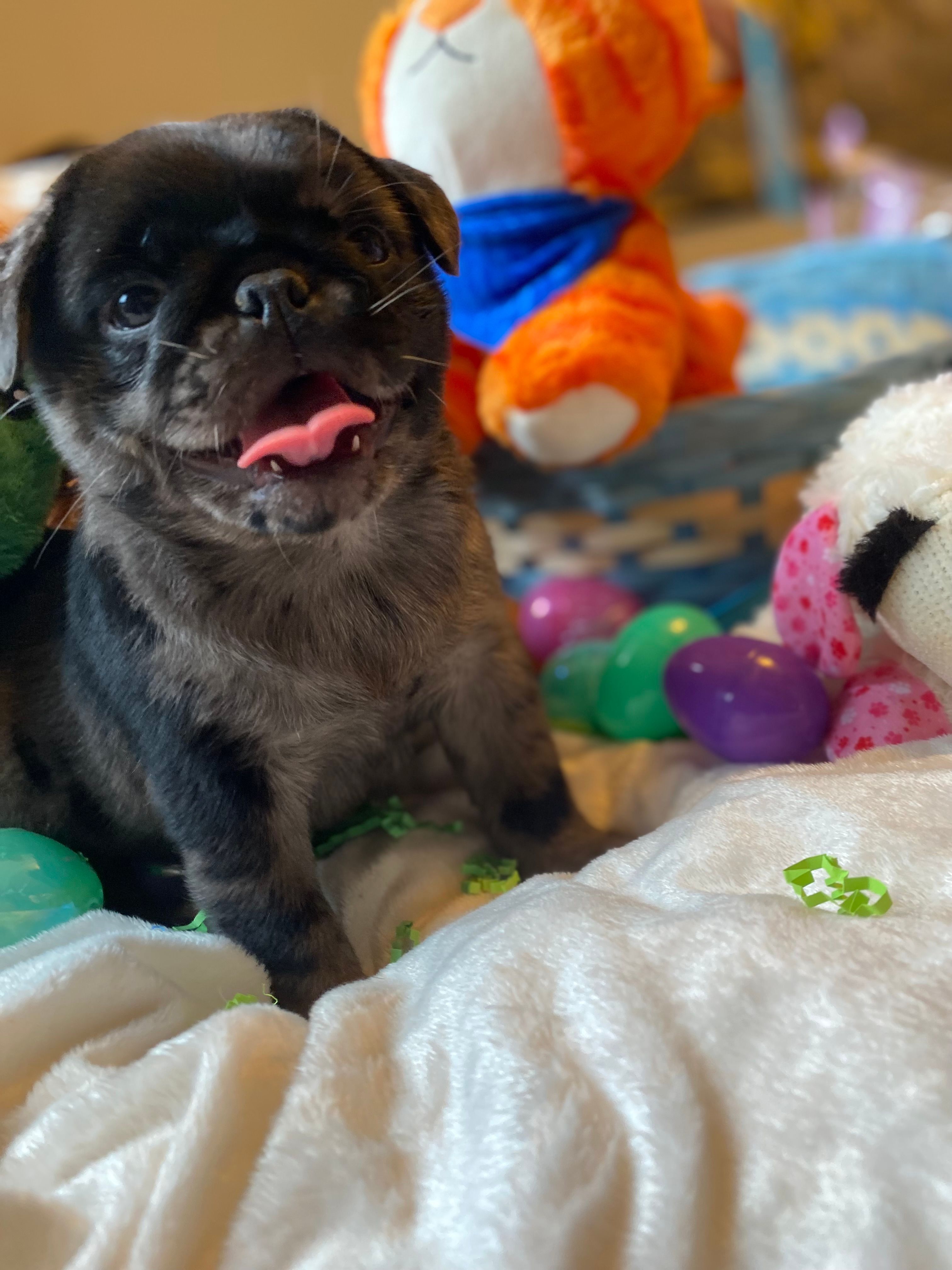 Marvin ~ Black Merle boy – Pug puppy for sale in Onalaska, WA