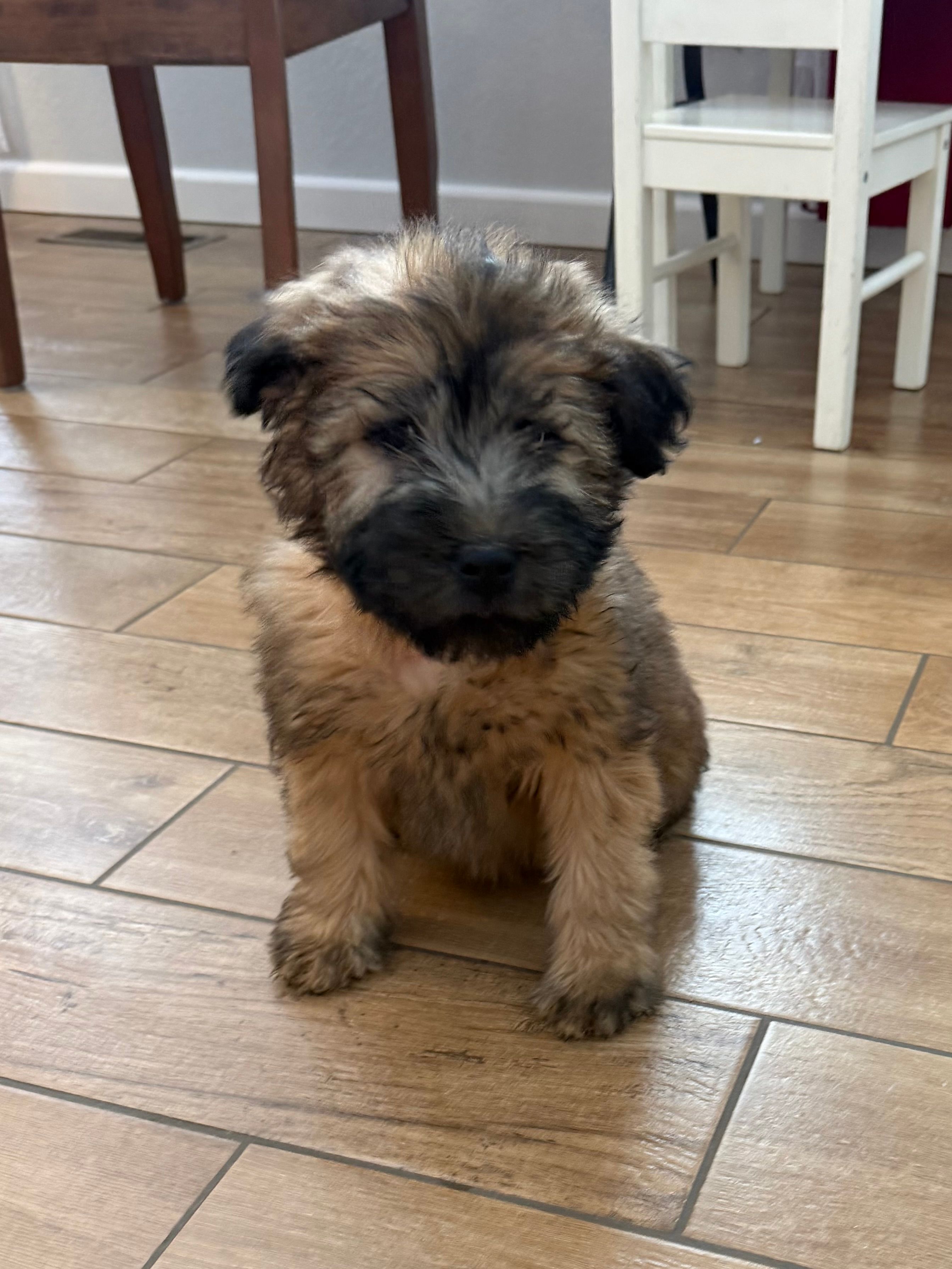 AKC Male  – Soft Coated Wheaten Terrier puppy for sale in Milford, IN