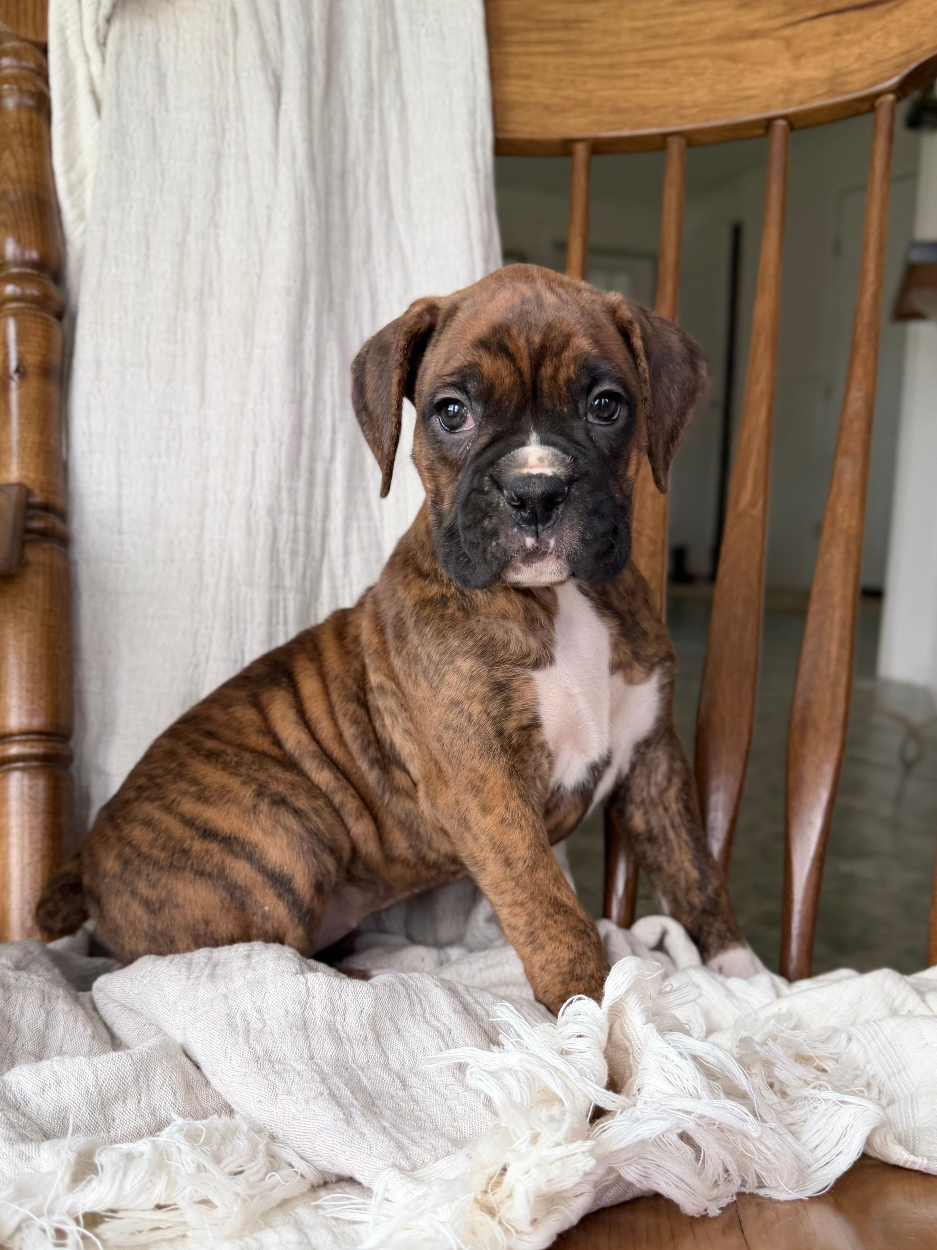 Marlee – Boxer puppy for sale in Lagrange, IN