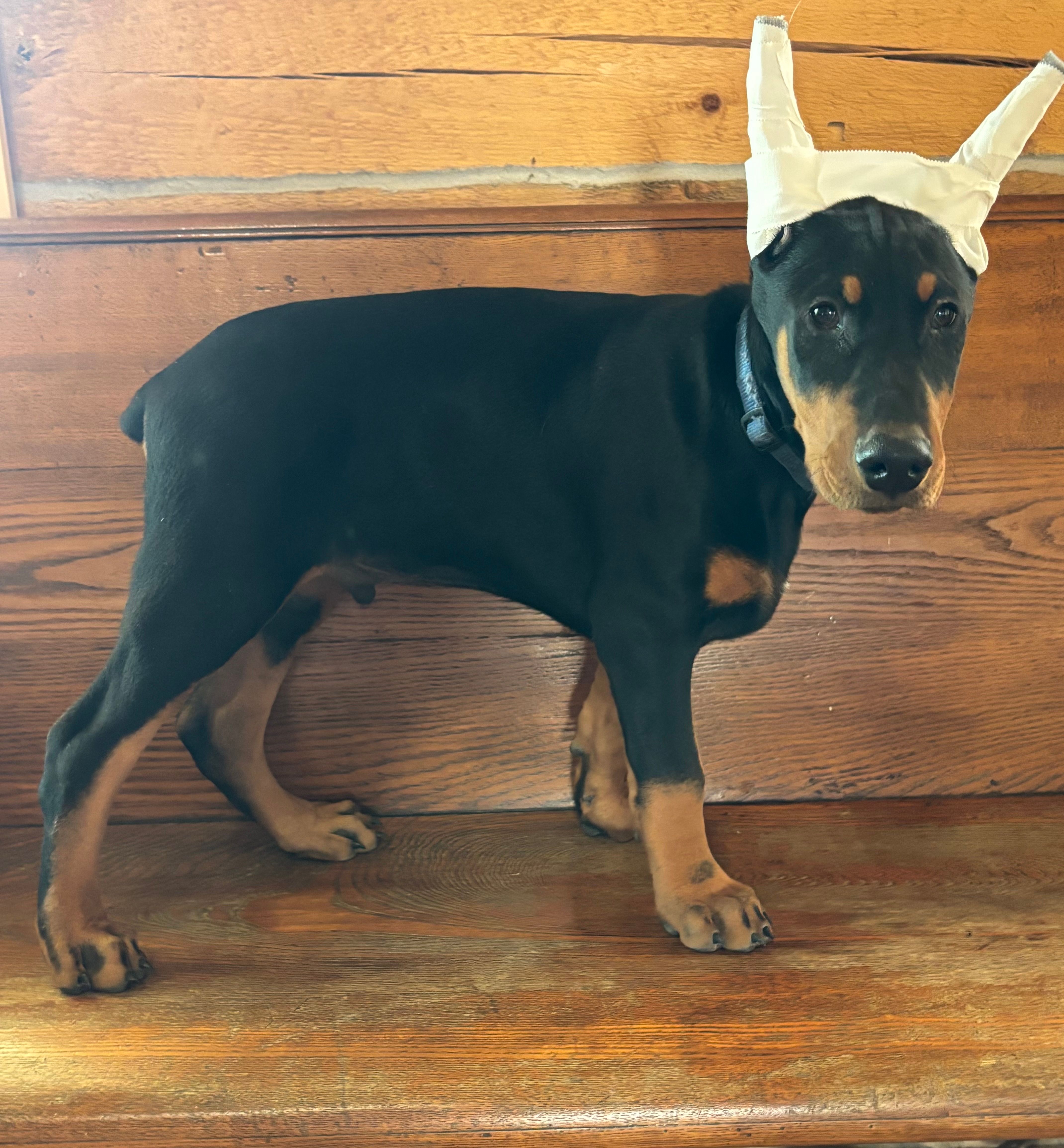 Ruger – Doberman Pinscher puppy for sale in Verndale, MN