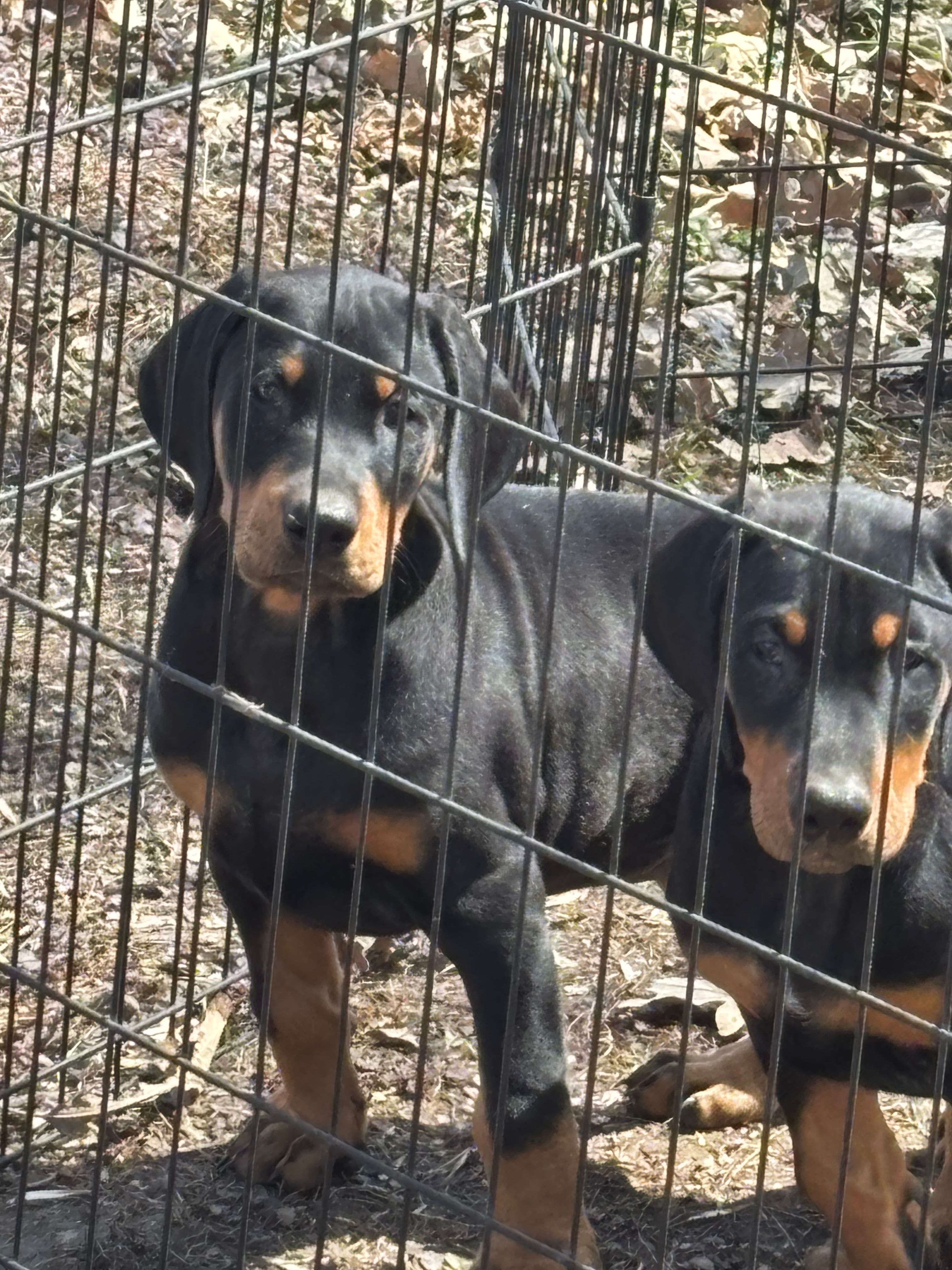 Magnum – Doberman Pinscher puppy for sale in Verndale, MN