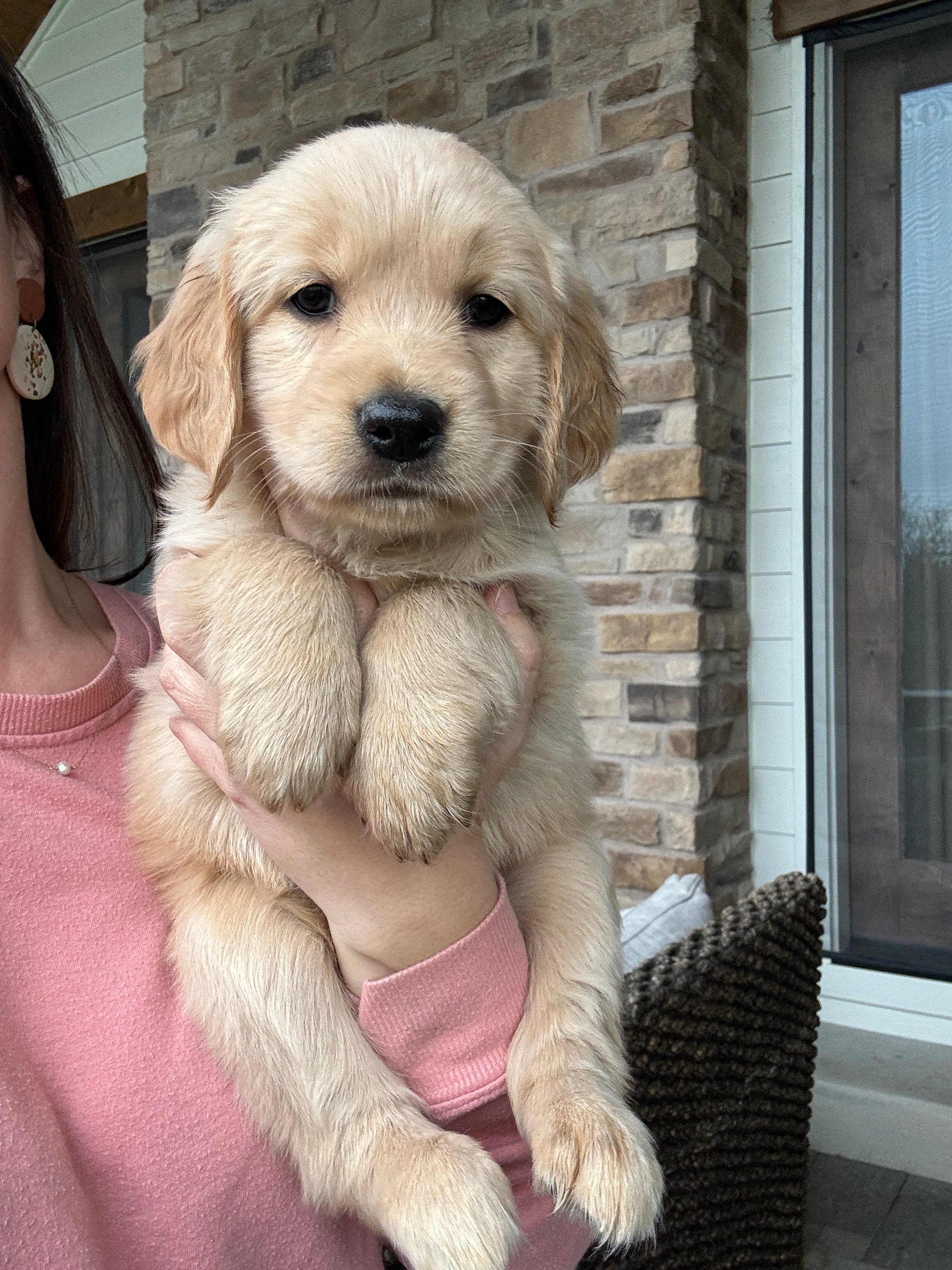 Lue – Golden Retriever puppy for sale in La Center, WA