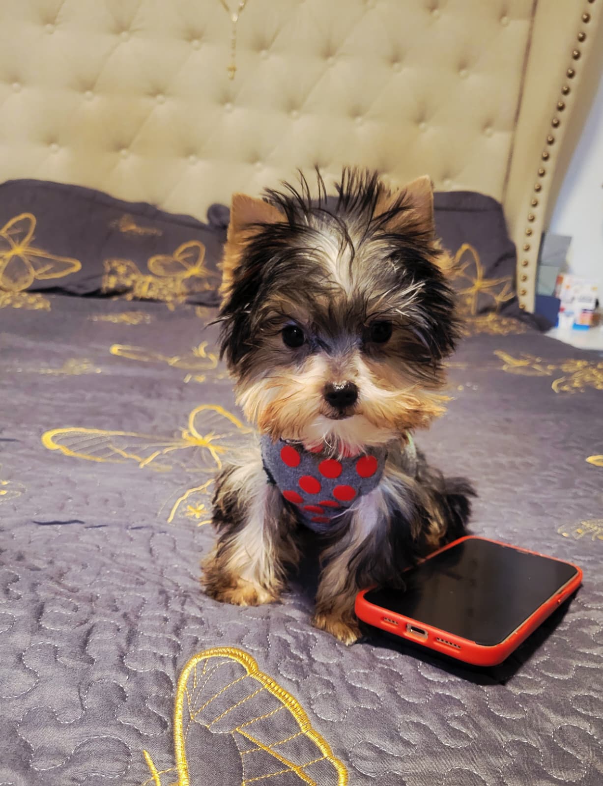 N/A – Yorkshire Terrier puppy for sale in Lancaster, CA