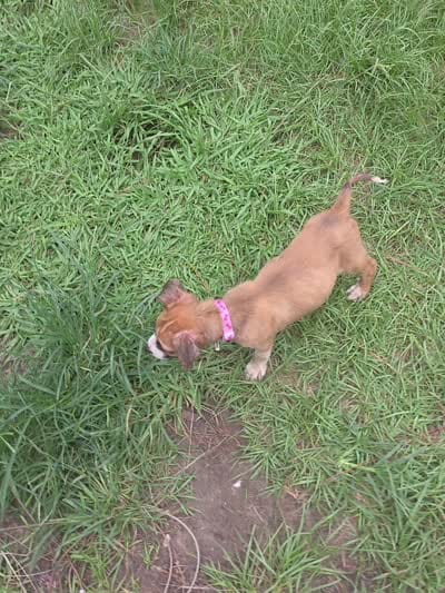 Blue, a female Siberian Husky and American Pit Bull Terrier for sale in Salters, SC – 2 of 4