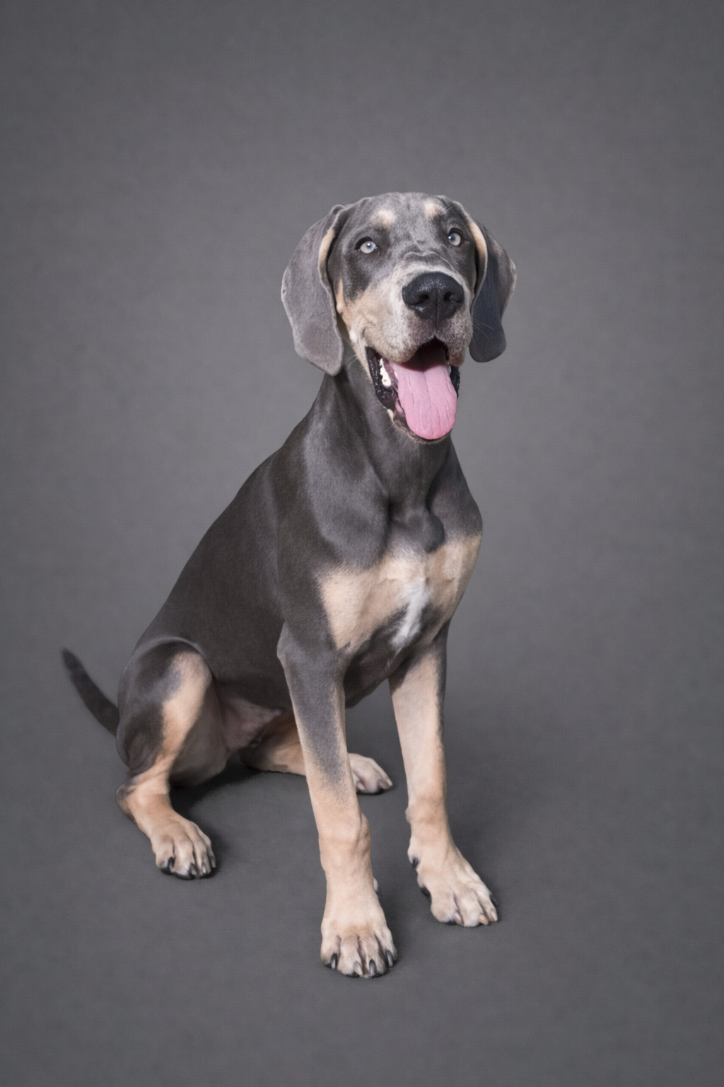 Nala – Great Dane puppy for sale in Salem, OR