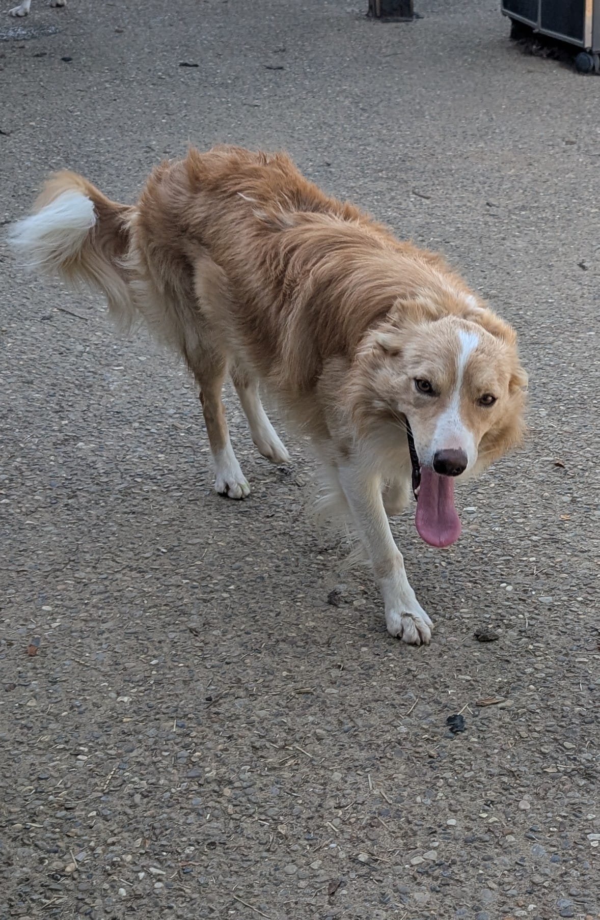 Fitz  – Border Collie puppy for sale in Loretto, KY