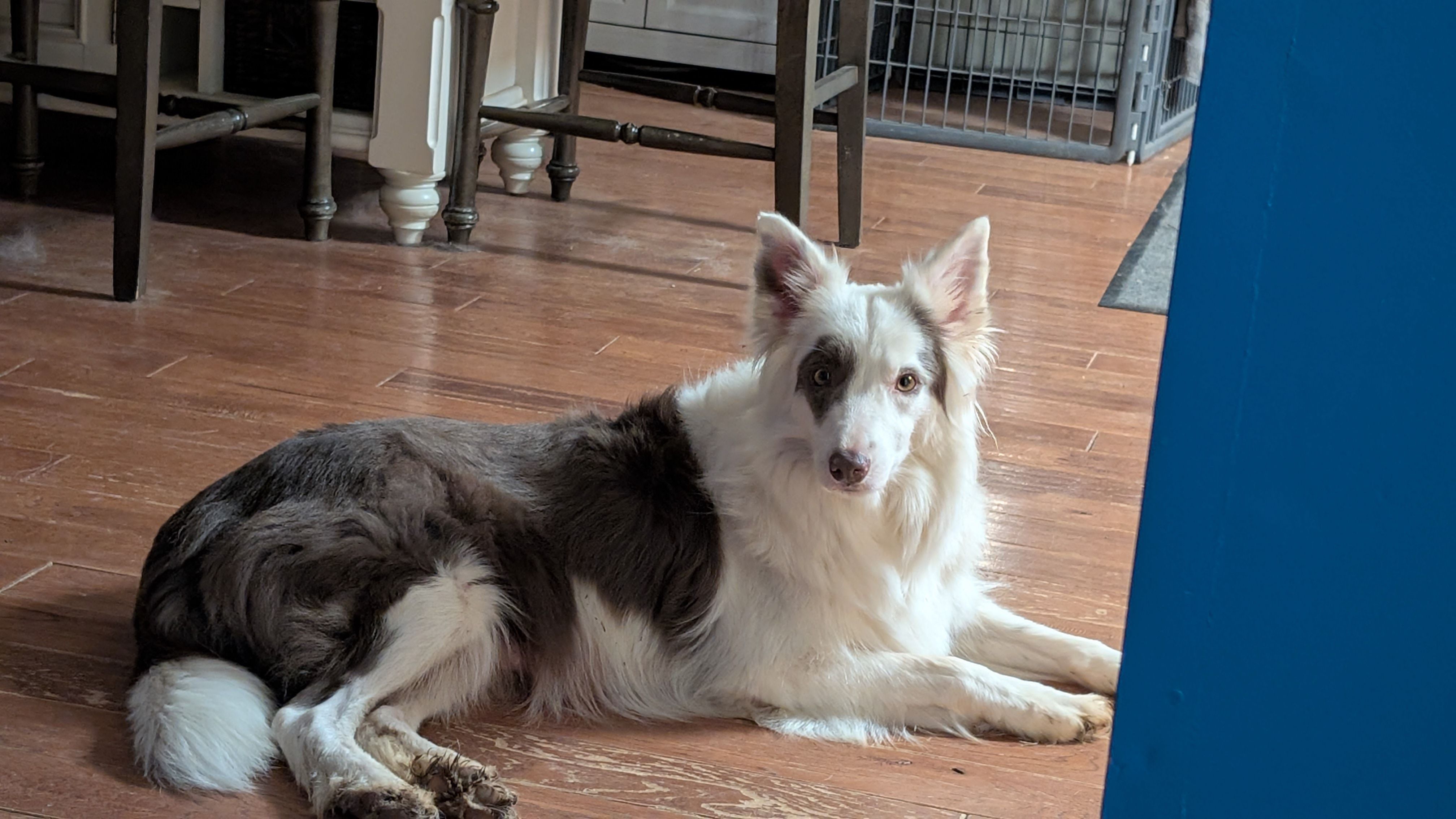 Eleanor  – Border Collie puppy for sale in Loretto, KY