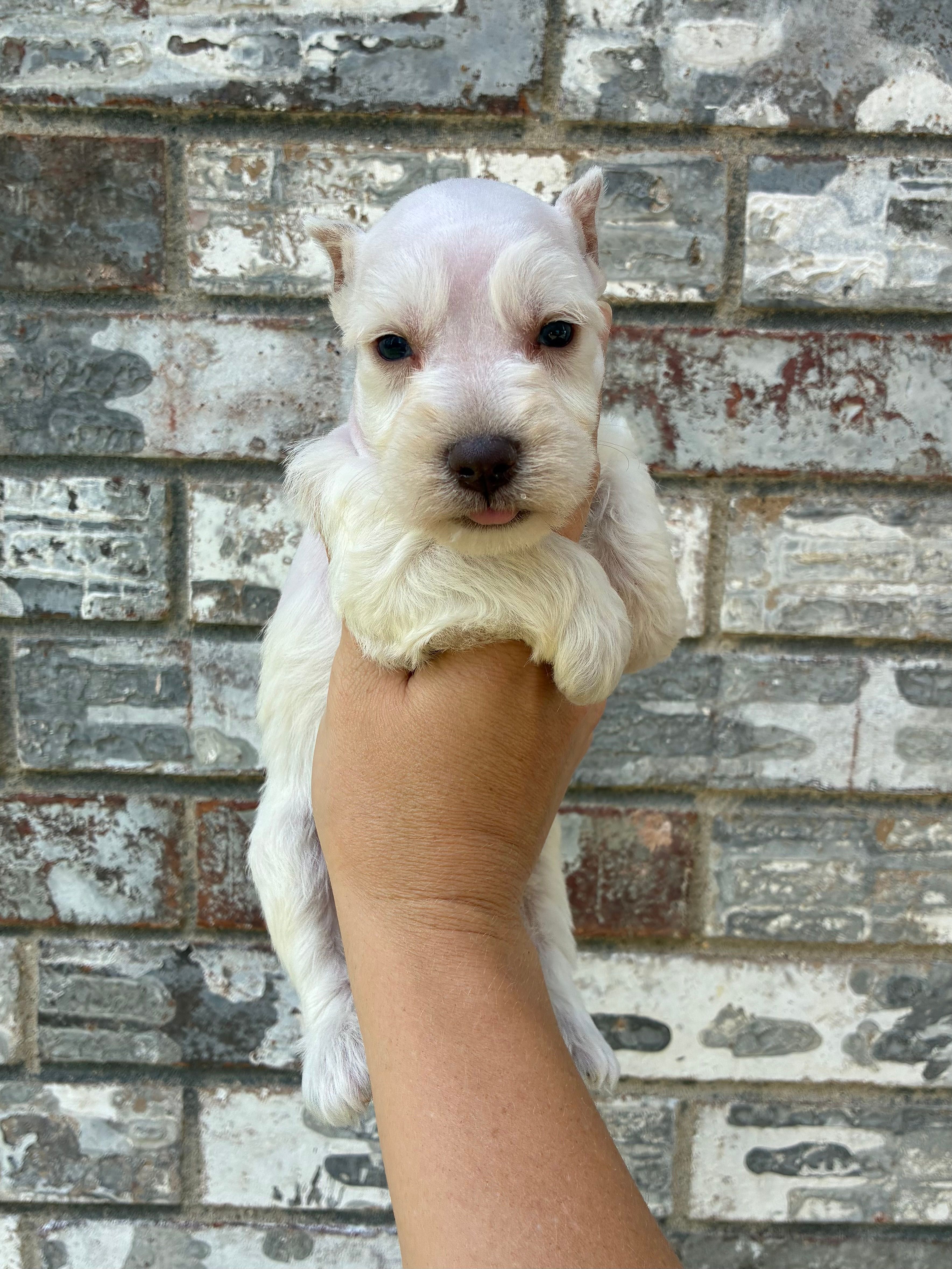 Max – Miniature Schnauzer puppy for sale in Paris, TX
