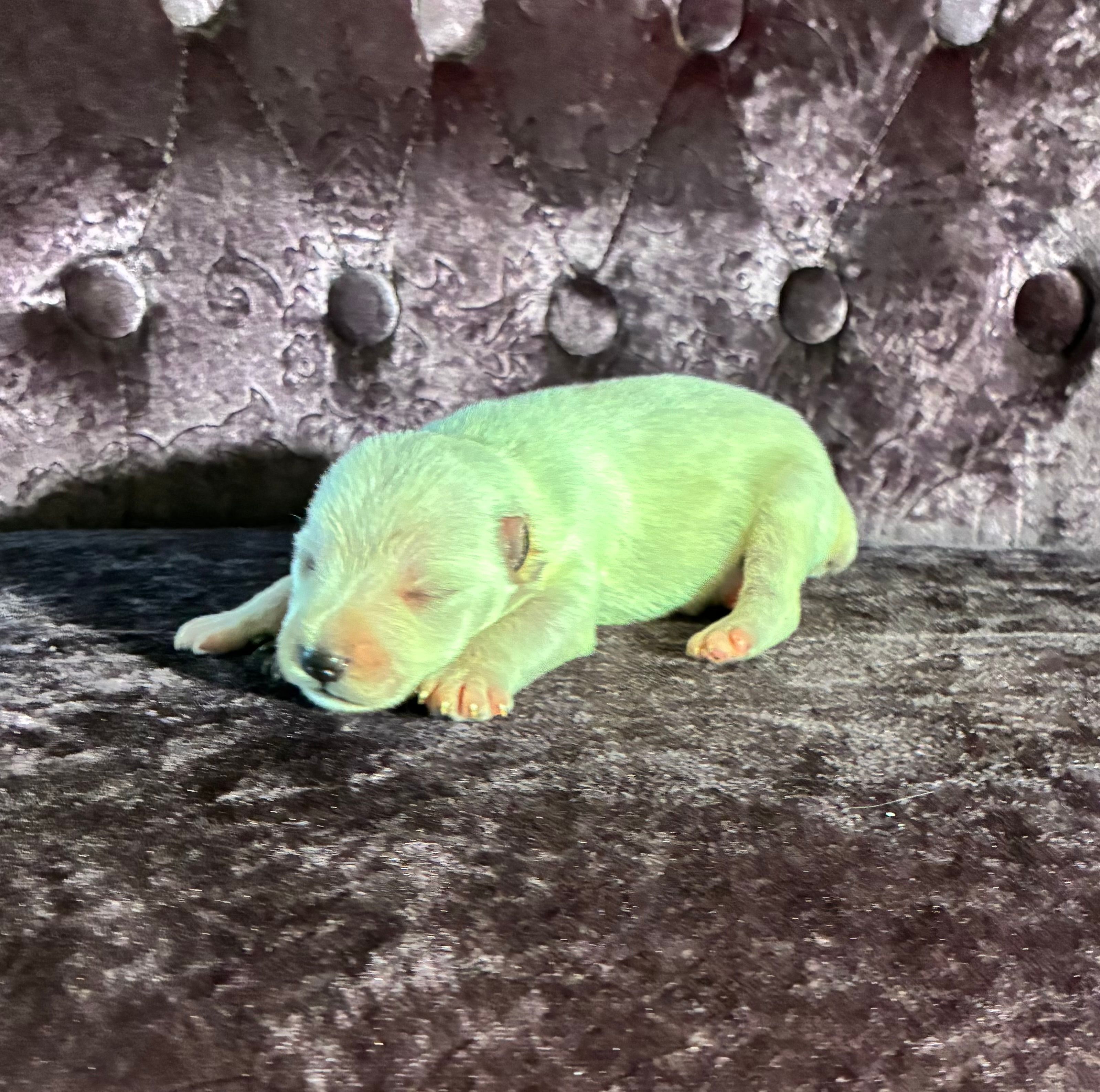 Tucker – Miniature Schnauzer puppy for sale in Paris, TX