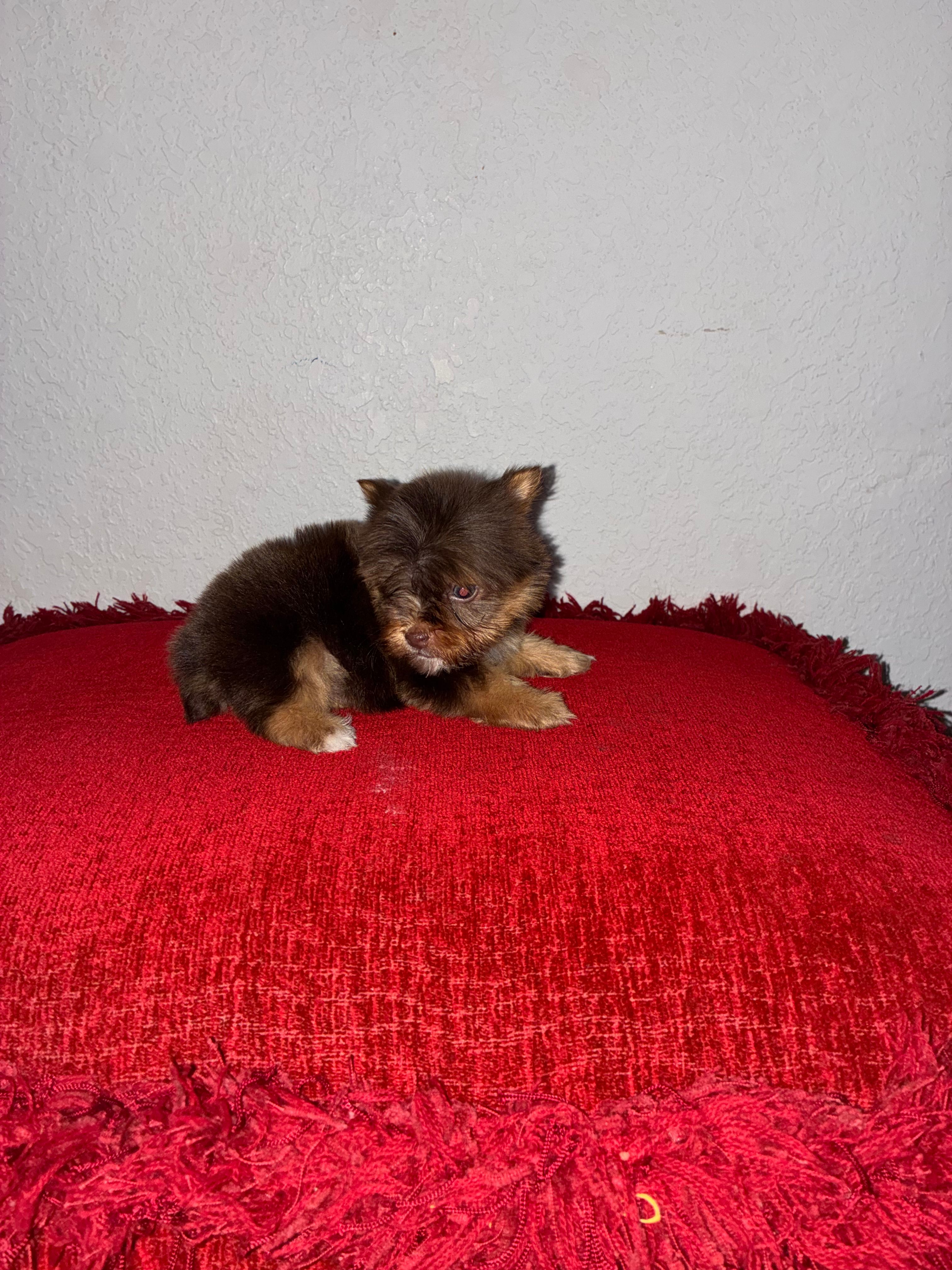 Hendrix – Yorkshire Terrier puppy for sale in Paris, TX