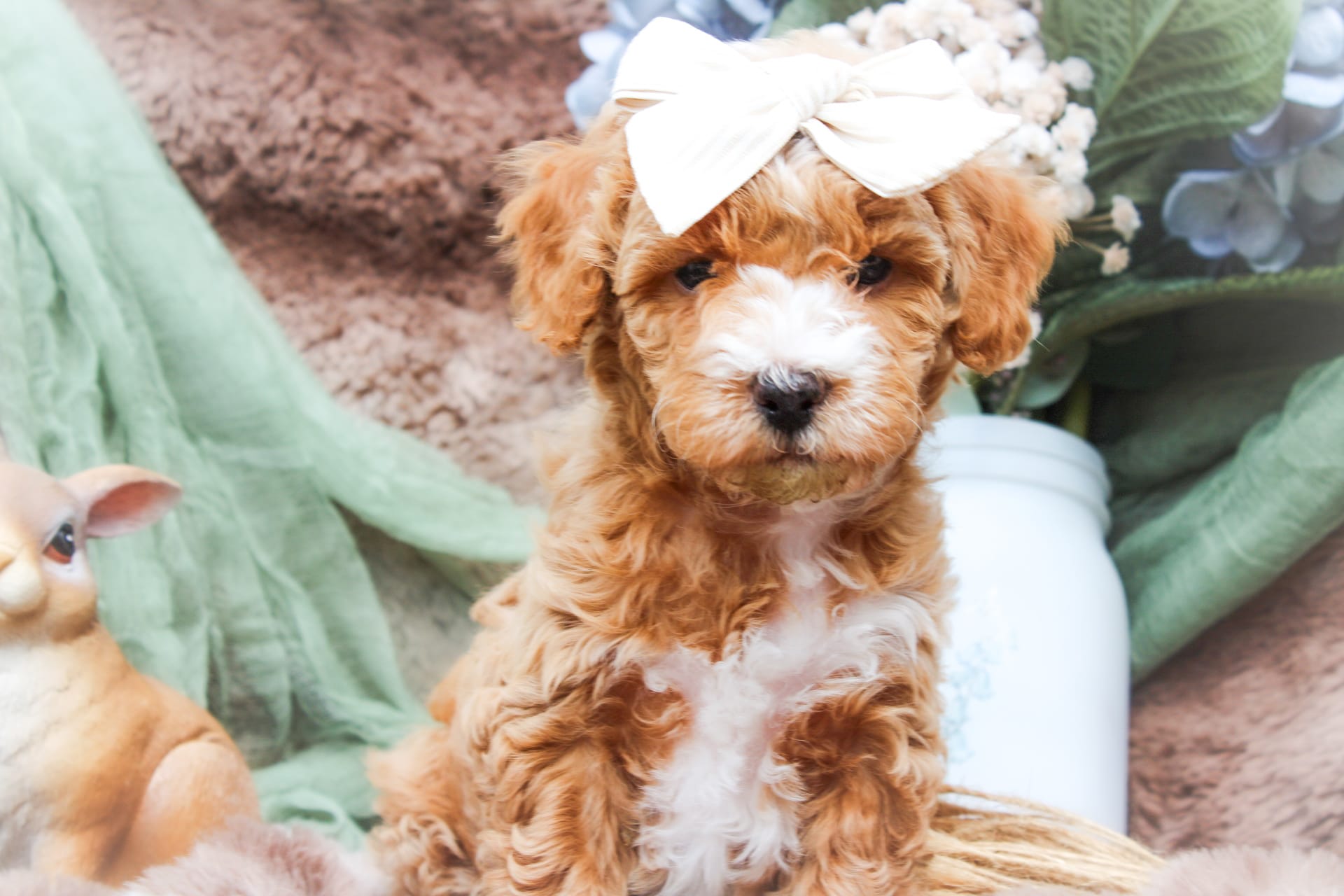 Winnie – Sheepadoodle puppy for sale in Fayetteville, NC