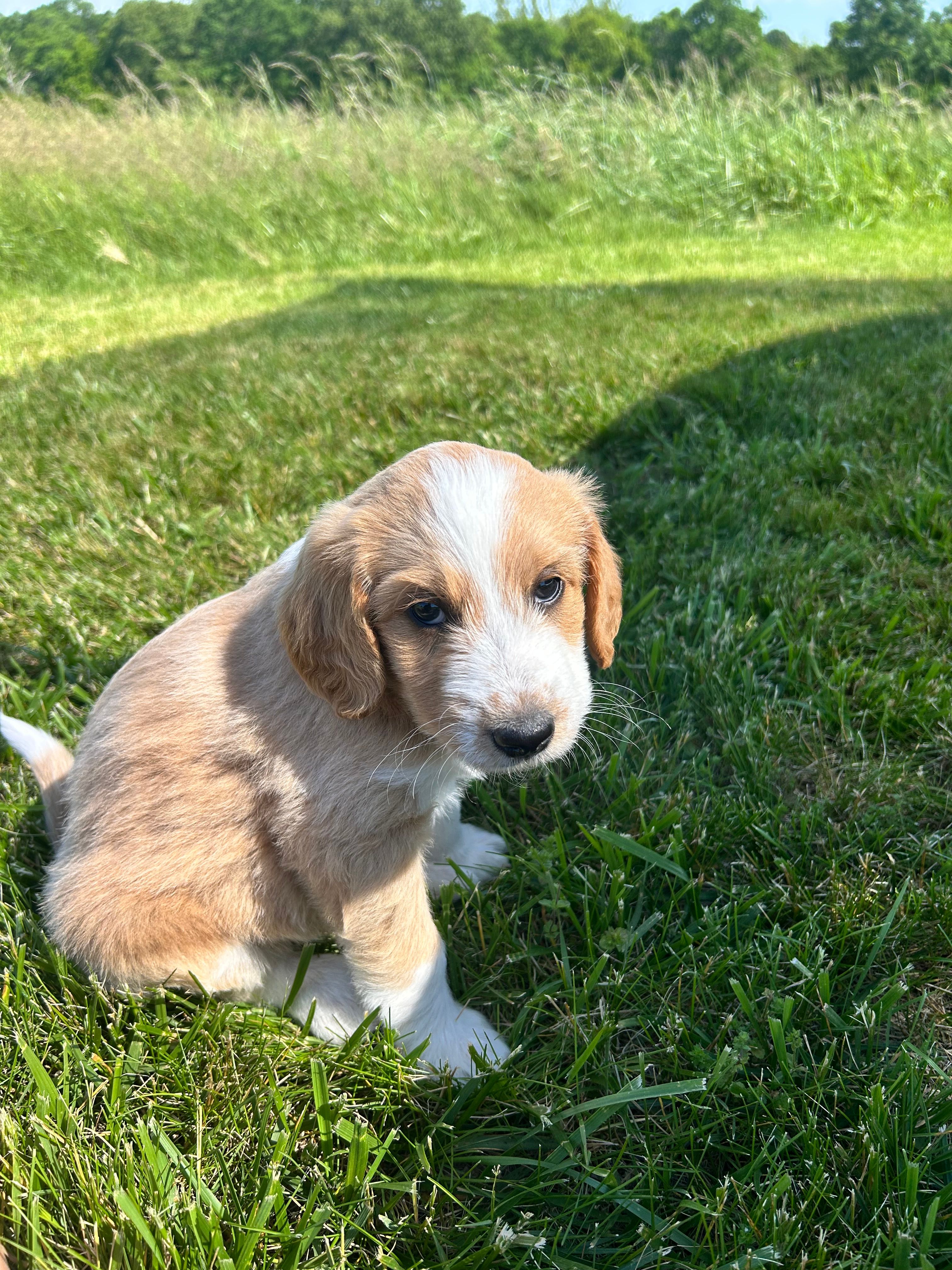 Swirl – Miniature Aussiedoodle puppy for sale in Lonedell, MO