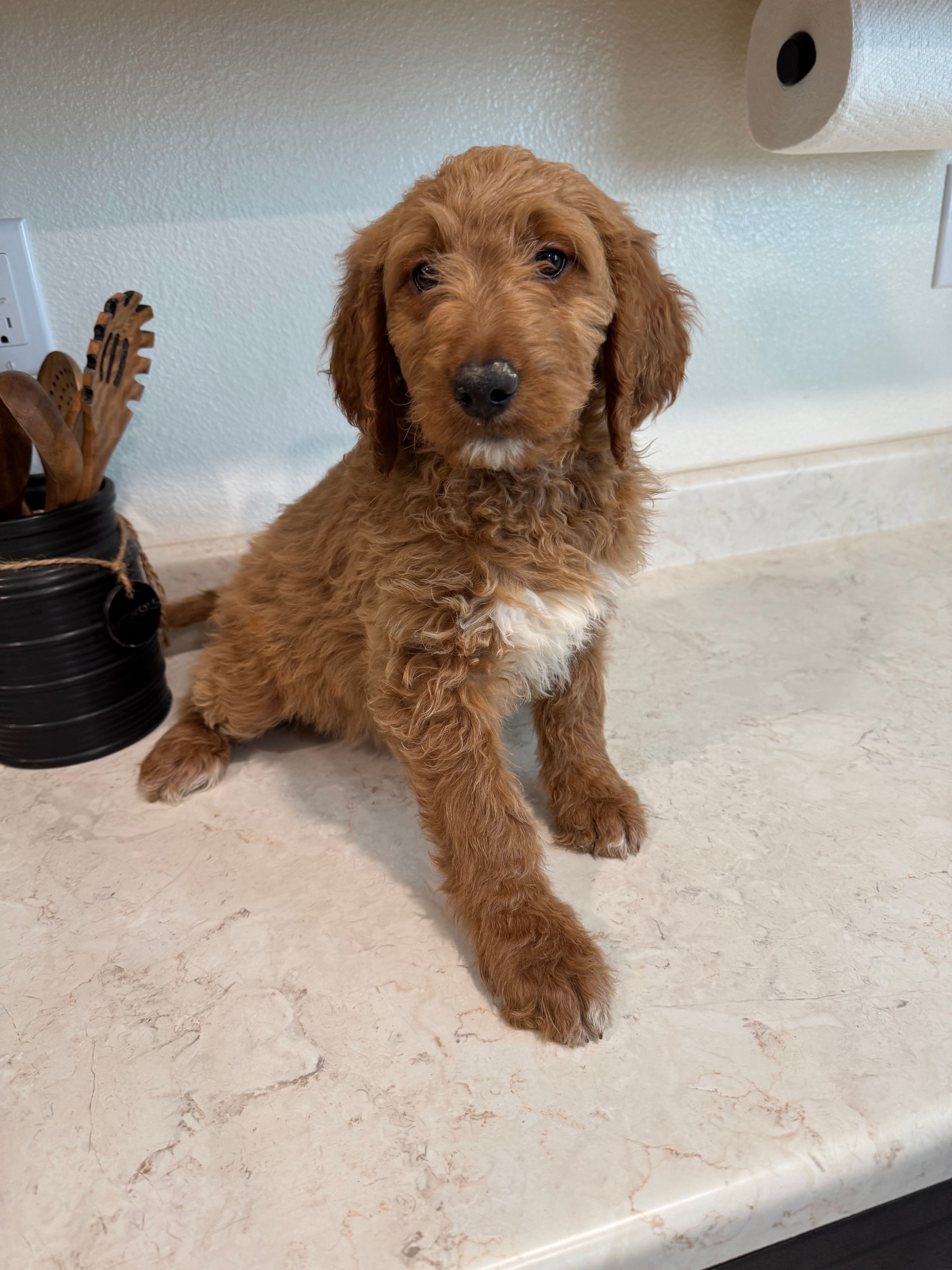 Orange – Goldendoodle puppy for sale in Riverside, CA