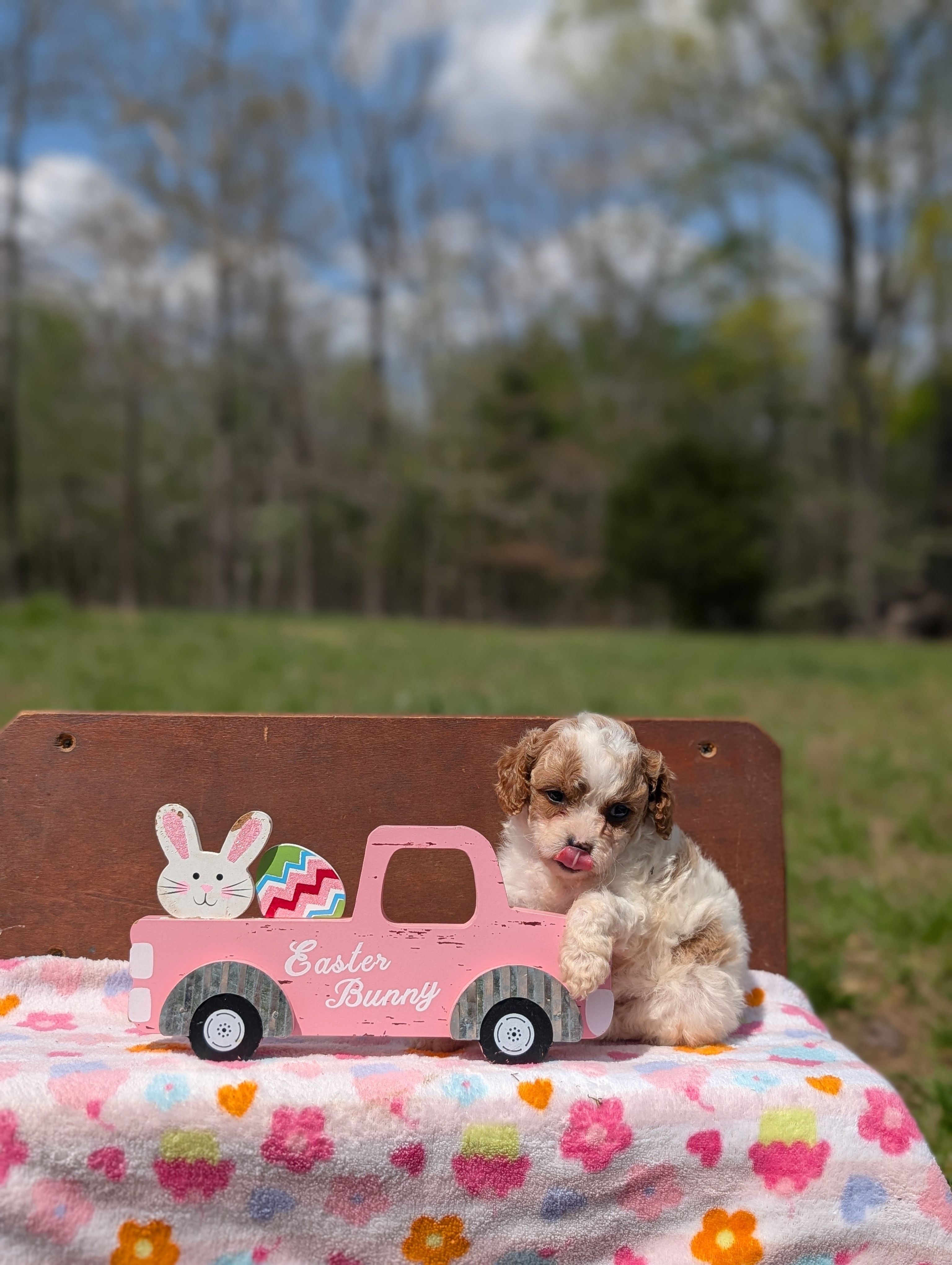 Chloe – Cavapoo, Cavalier King Charles Spaniel puppy for sale in Dickson, TN