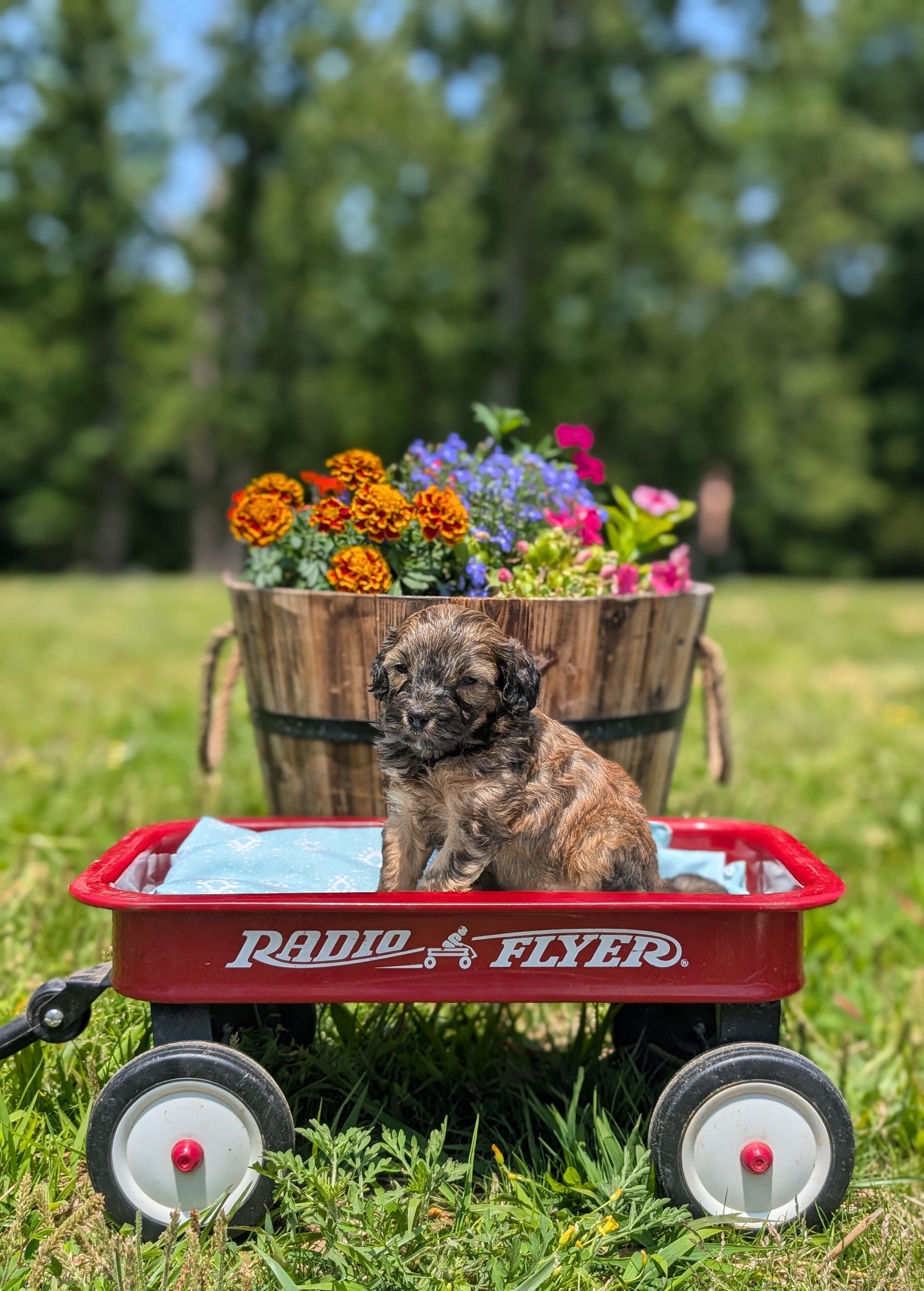 Moose – Cavapoo puppy for sale in Dickson, TN