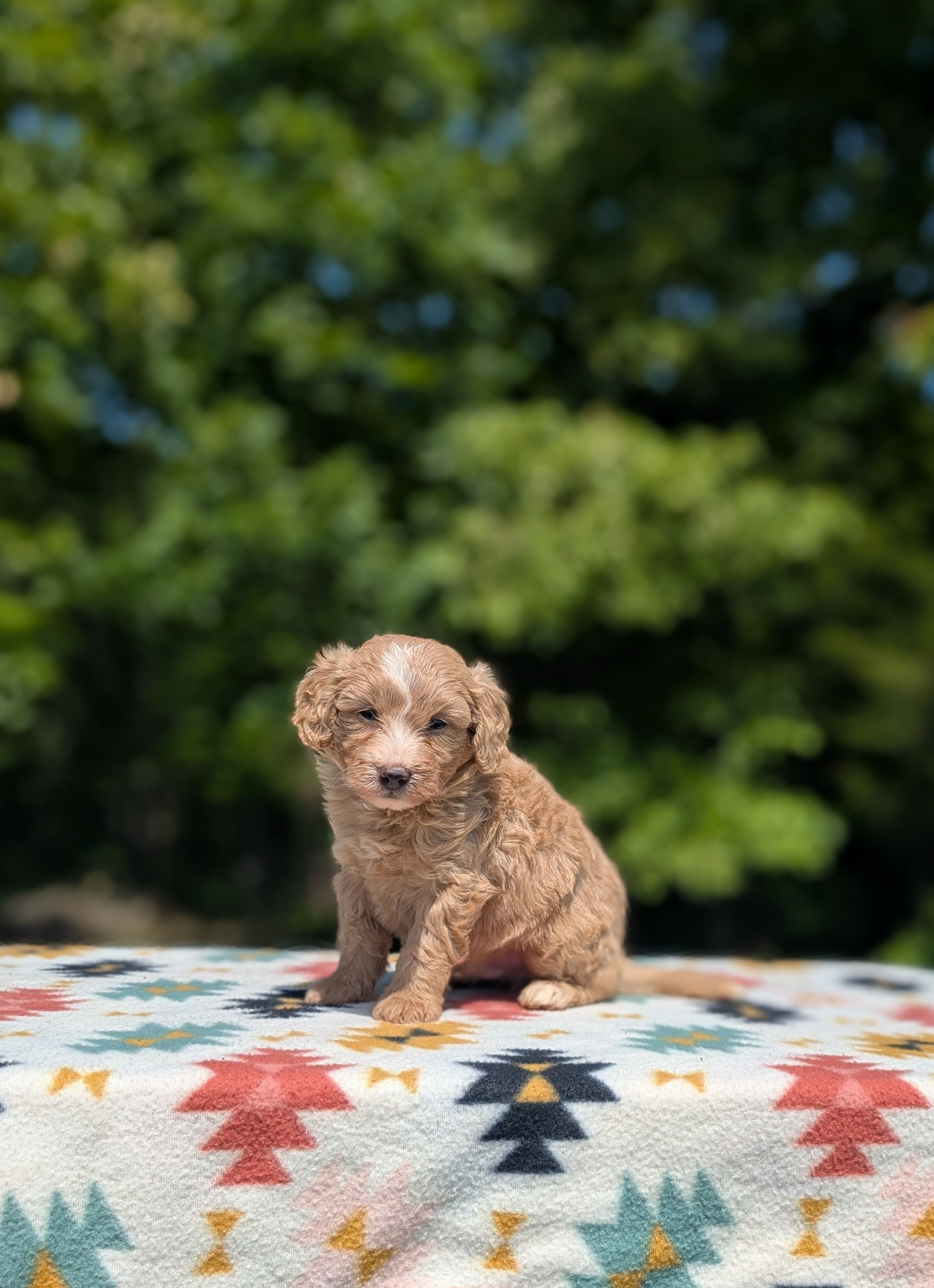 Boomer – Bernese Mountain Dog, Miniature Bernedoodle puppy for sale in Dickson, TN