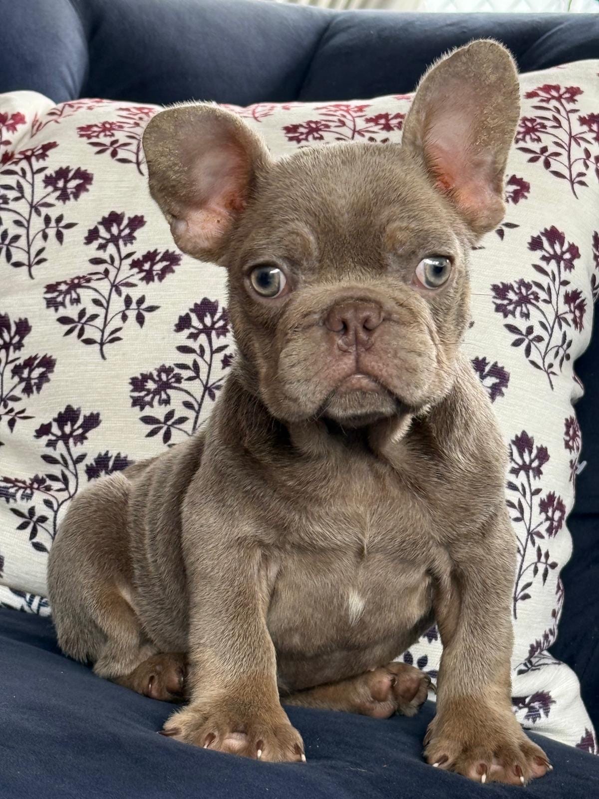 Luz Marie new shade  – French Bulldog puppy for sale in Fort Myers, FL