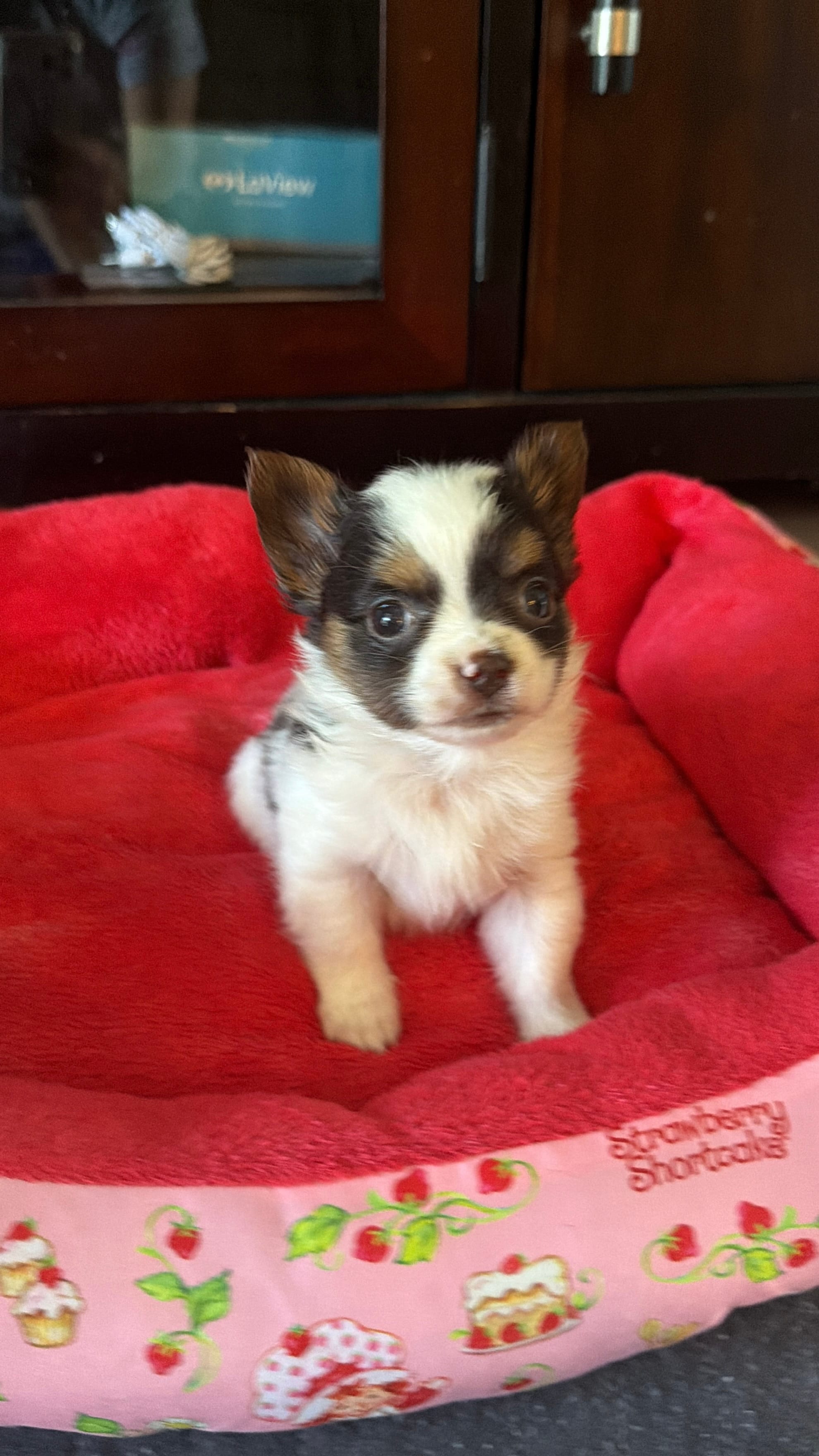 Channel teacup  – Yorkshire Terrier puppy for sale in Fort Myers, FL
