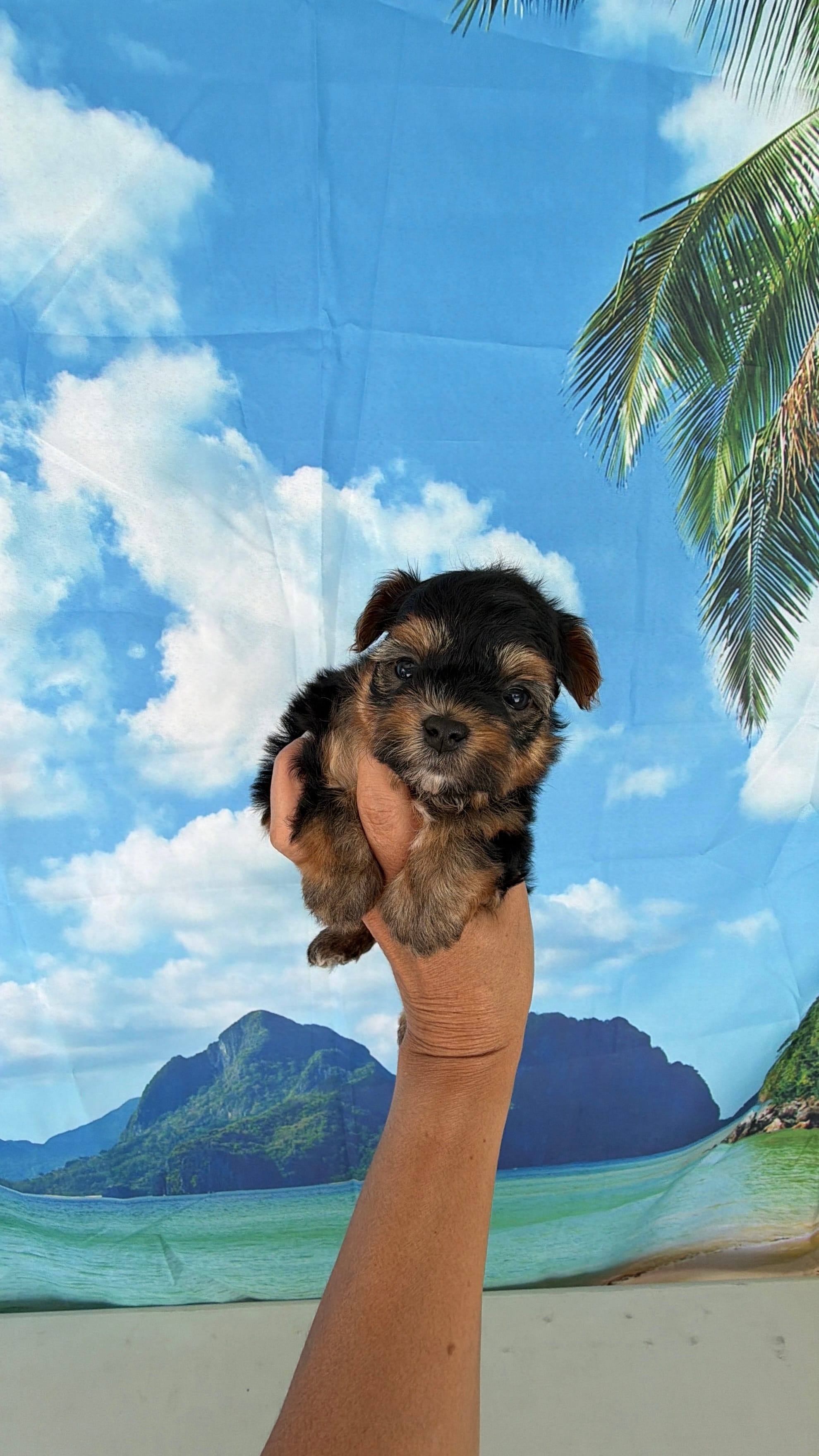 Lucky – Yorkshire Terrier puppy for sale in Fort Myers, FL