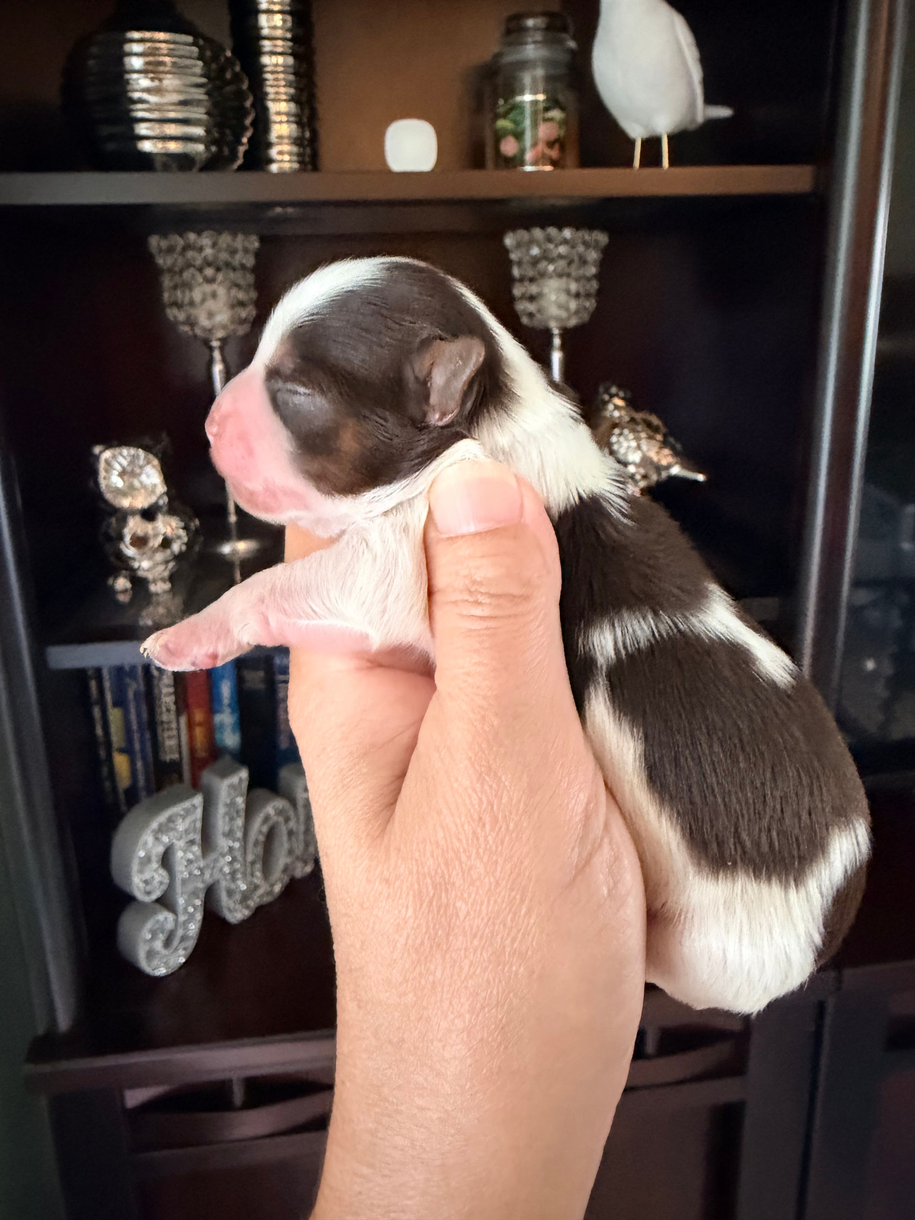 Fendy – Yorkshire Terrier puppy for sale in Fort Myers, FL