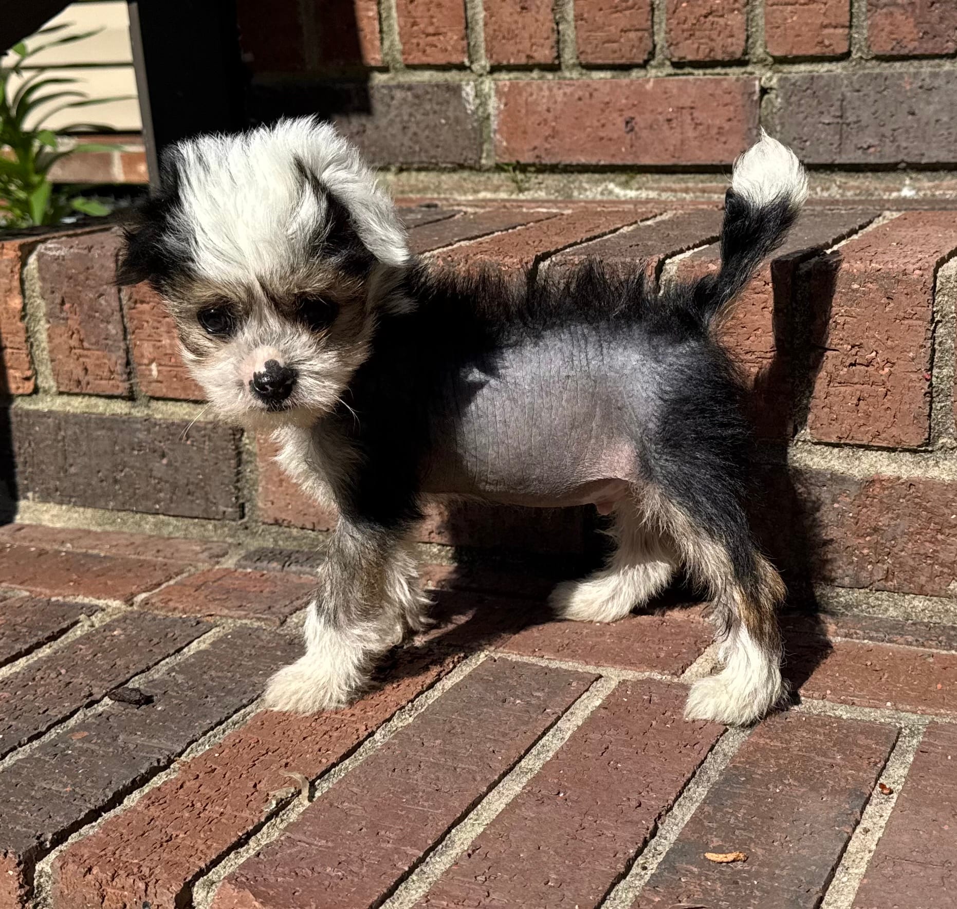 Chip – Chinese Crested puppy for sale in York, SC