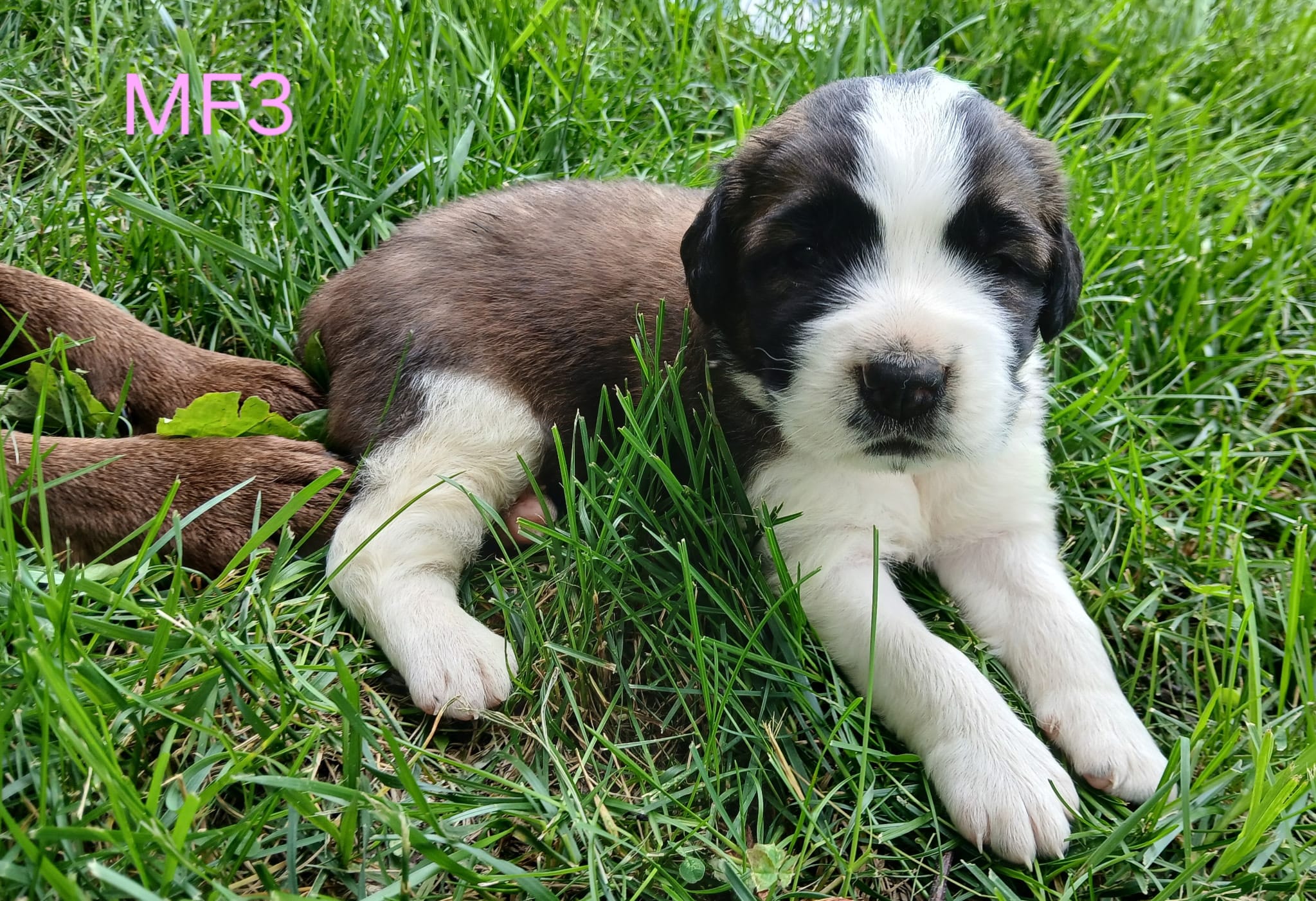 M Female 3 HOLD – Saint Bernard puppy for sale in Topeka, KS