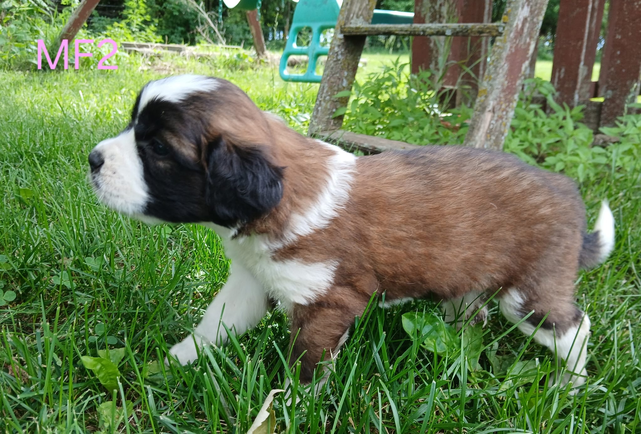 M. Female 2, a female Saint Bernard for sale in Topeka, KS – 6 of 7