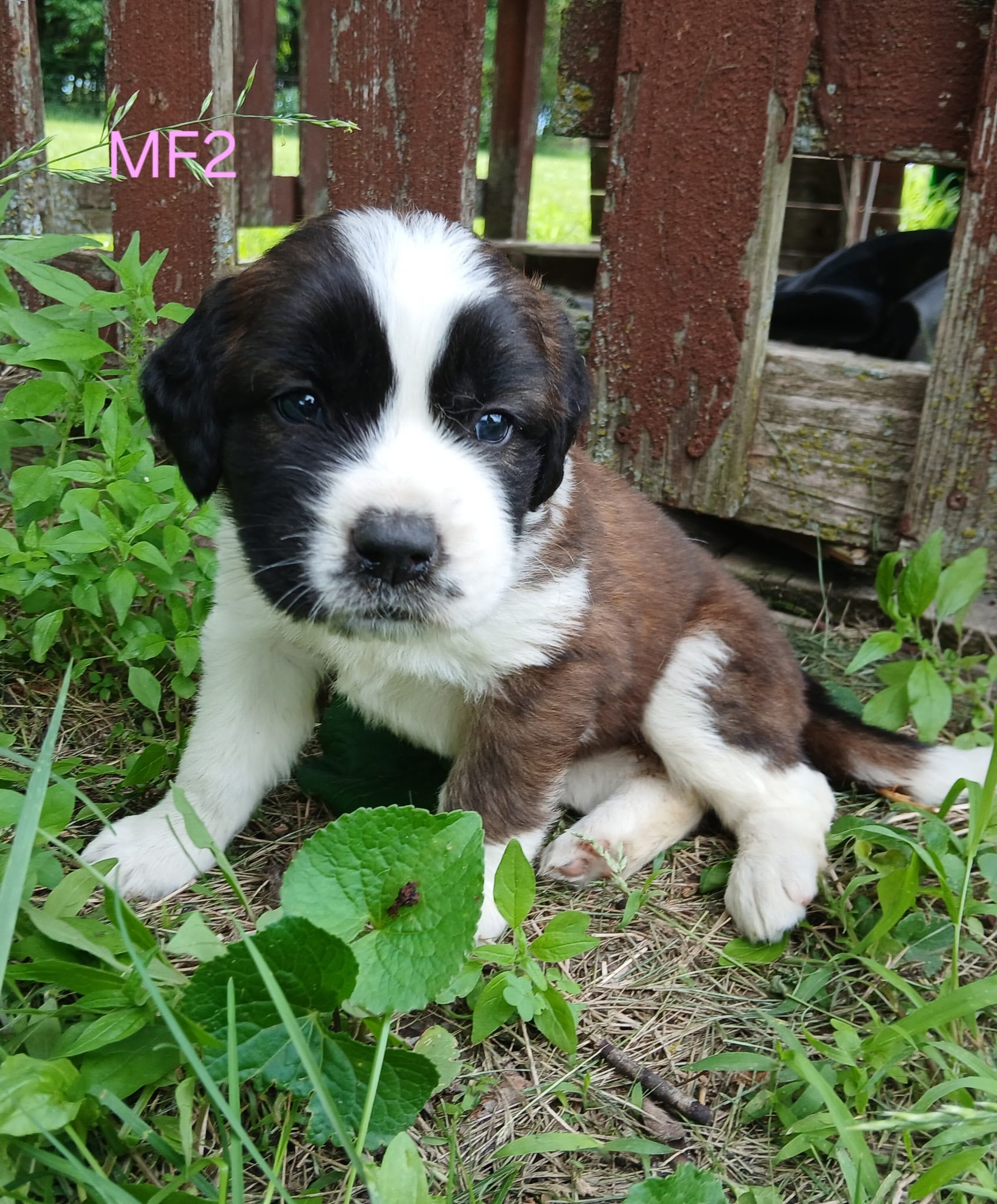 M. Female 2, a female Saint Bernard for sale in Topeka, KS – 4 of 7