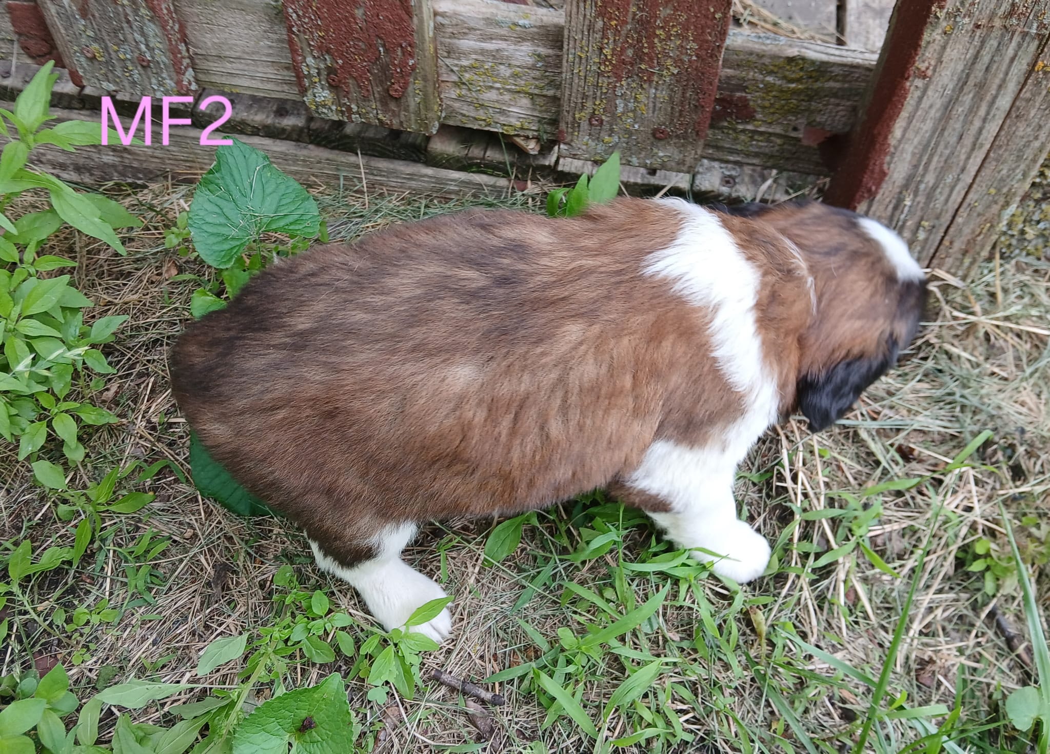 M. Female 2, a female Saint Bernard for sale in Topeka, KS – 7 of 7