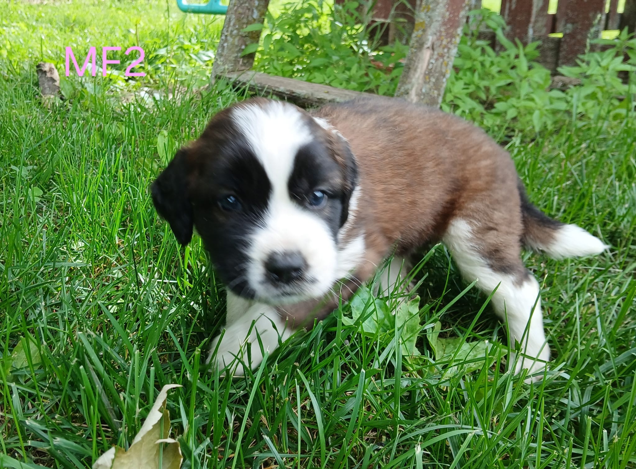 M. Female 2, a female Saint Bernard for sale in Topeka, KS – 5 of 7