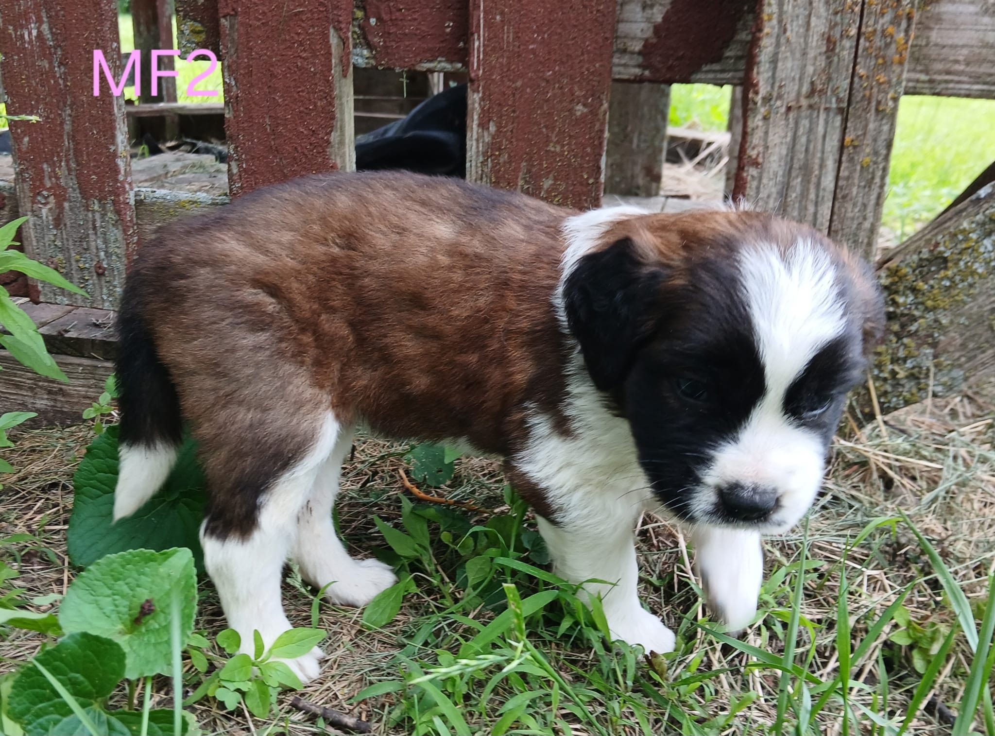 M. Female 2, a female Saint Bernard for sale in Topeka, KS – 3 of 7