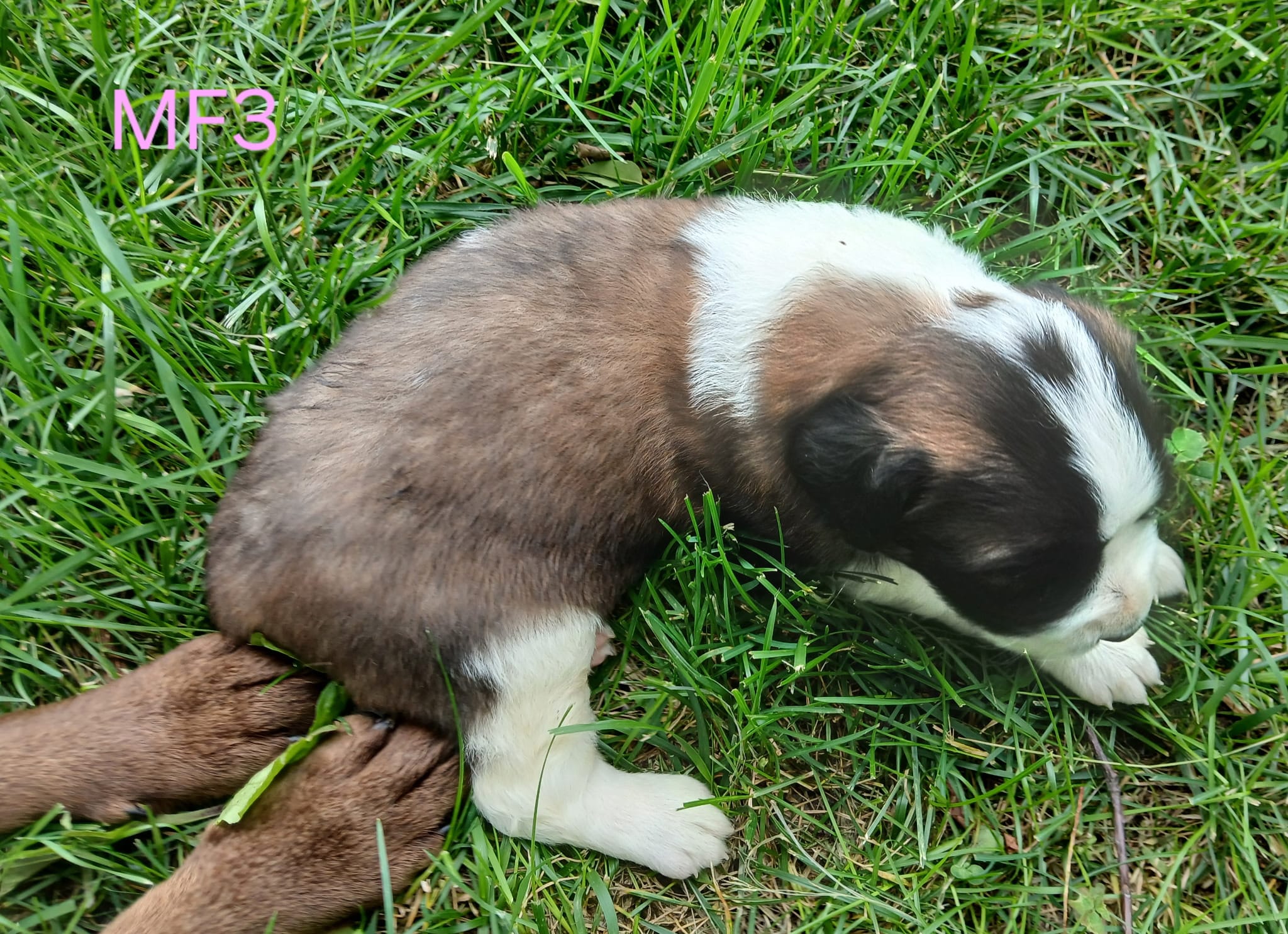 M Female 3 HOLD, a female Saint Bernard for sale in Topeka, KS – 7 of 7