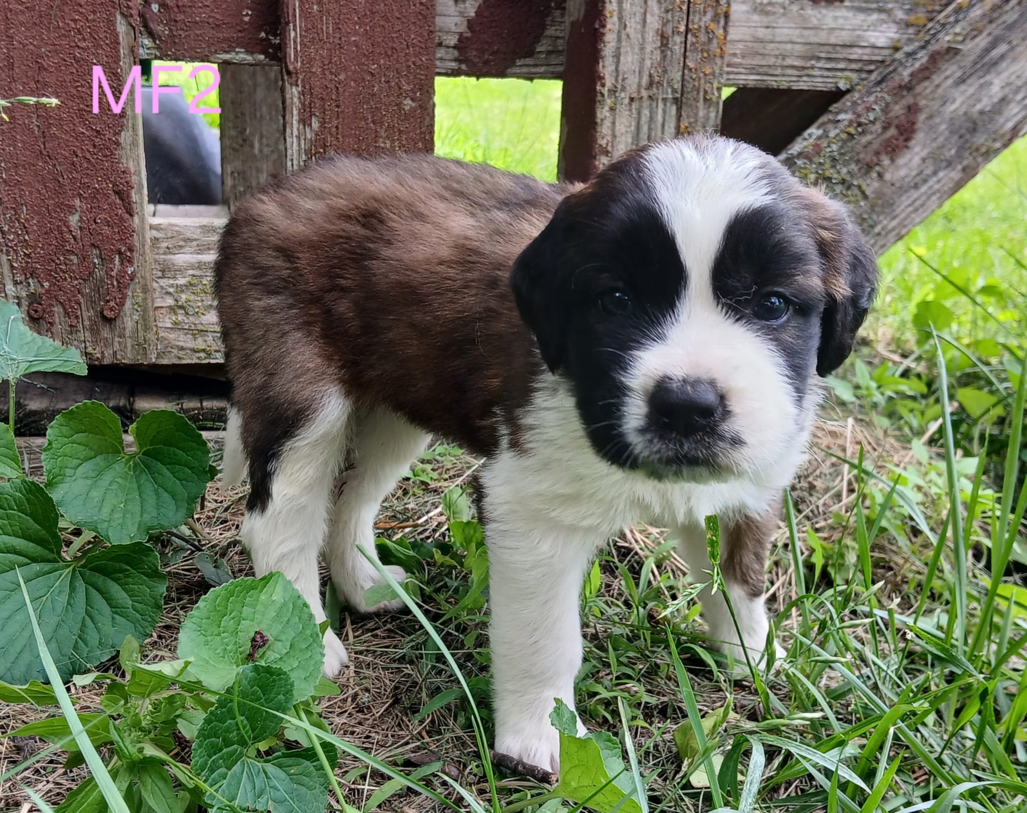 M. Female 2, a female Saint Bernard for sale in Topeka, KS – 2 of 7