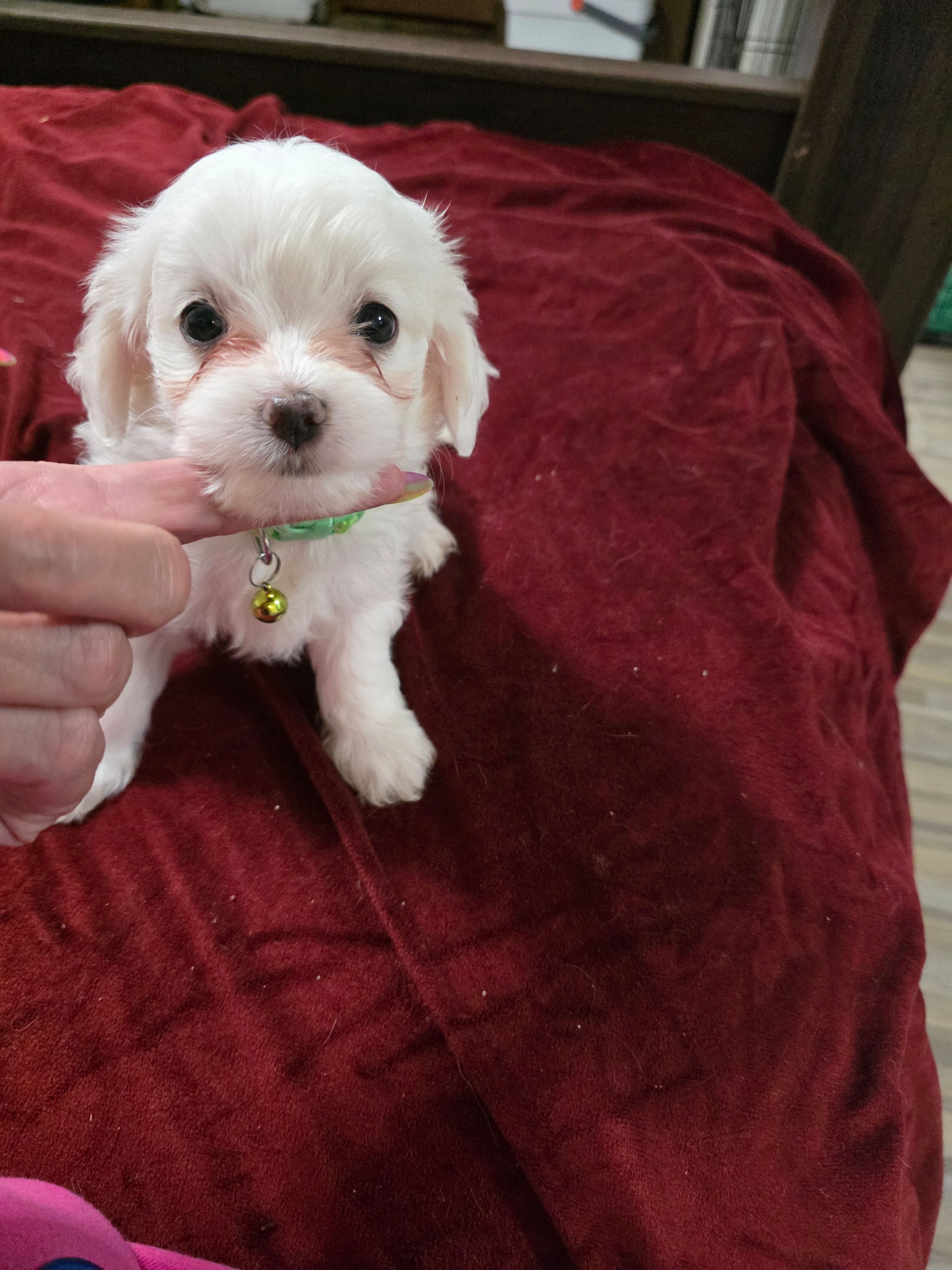 Max – Maltipoo puppy for sale in Kit Carson, CO