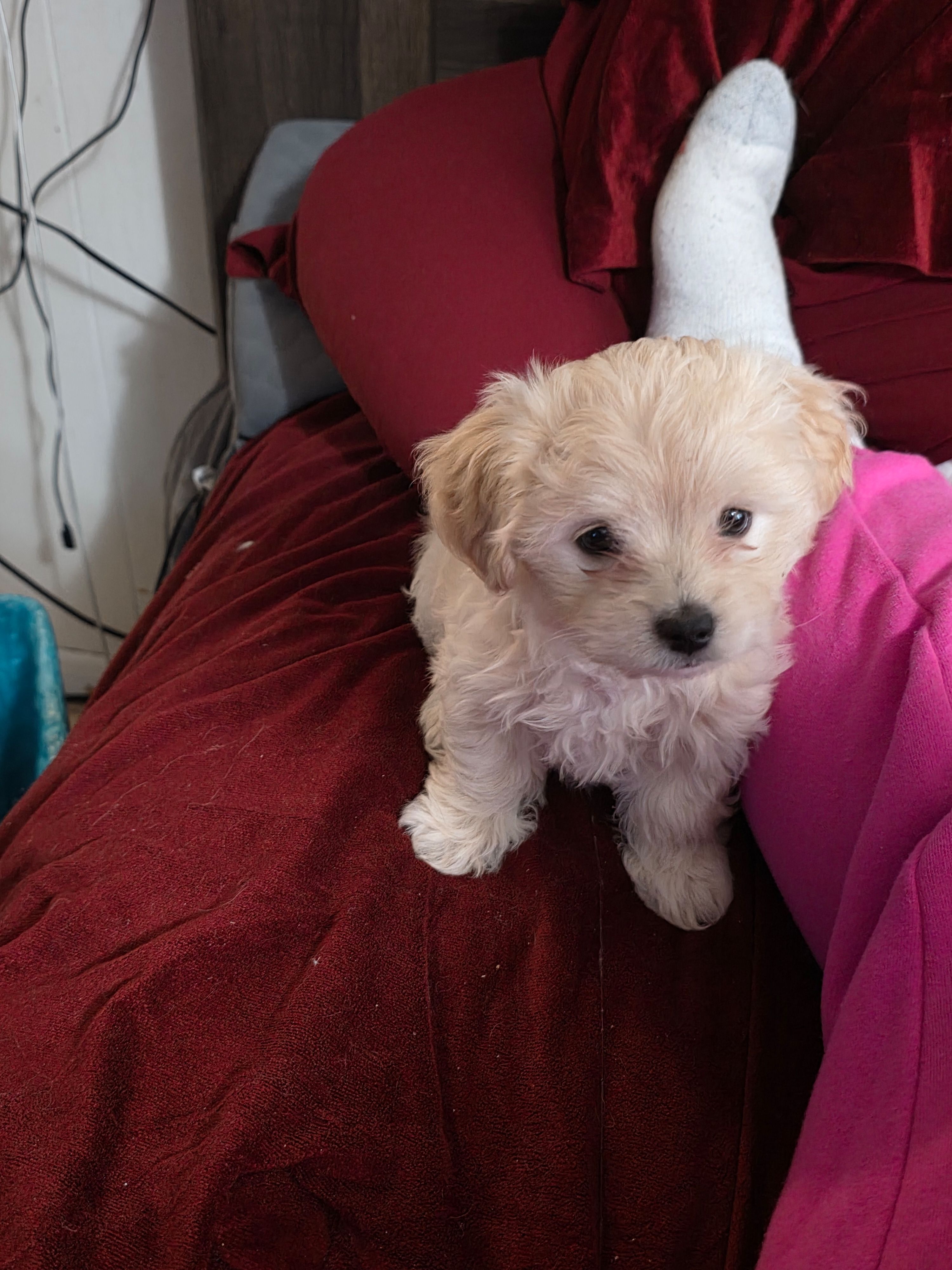 Champagne – Maltipoo puppy for sale in Kit Carson, CO