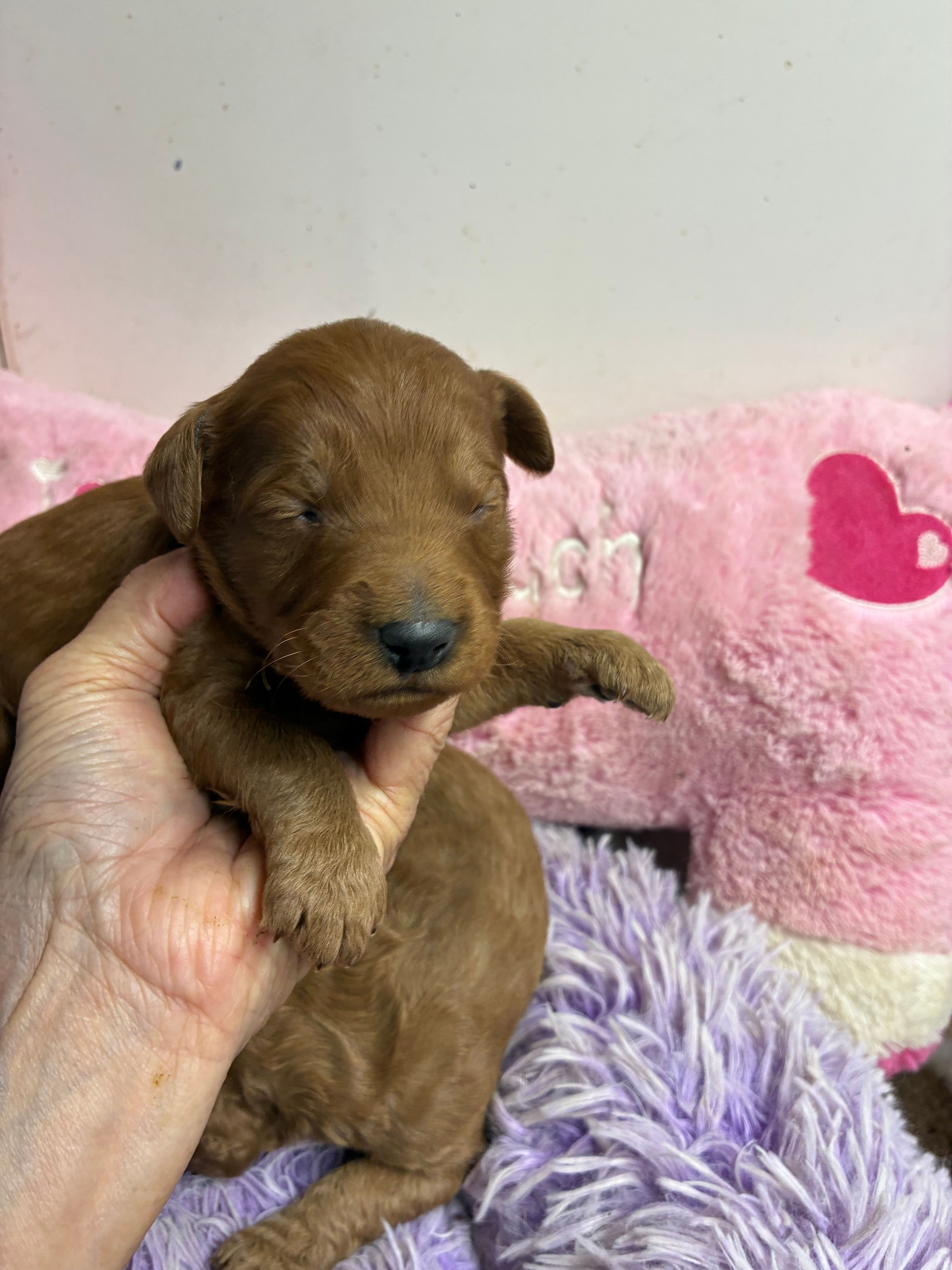 Archie – Goldendoodle puppy for sale in Concordia, KS