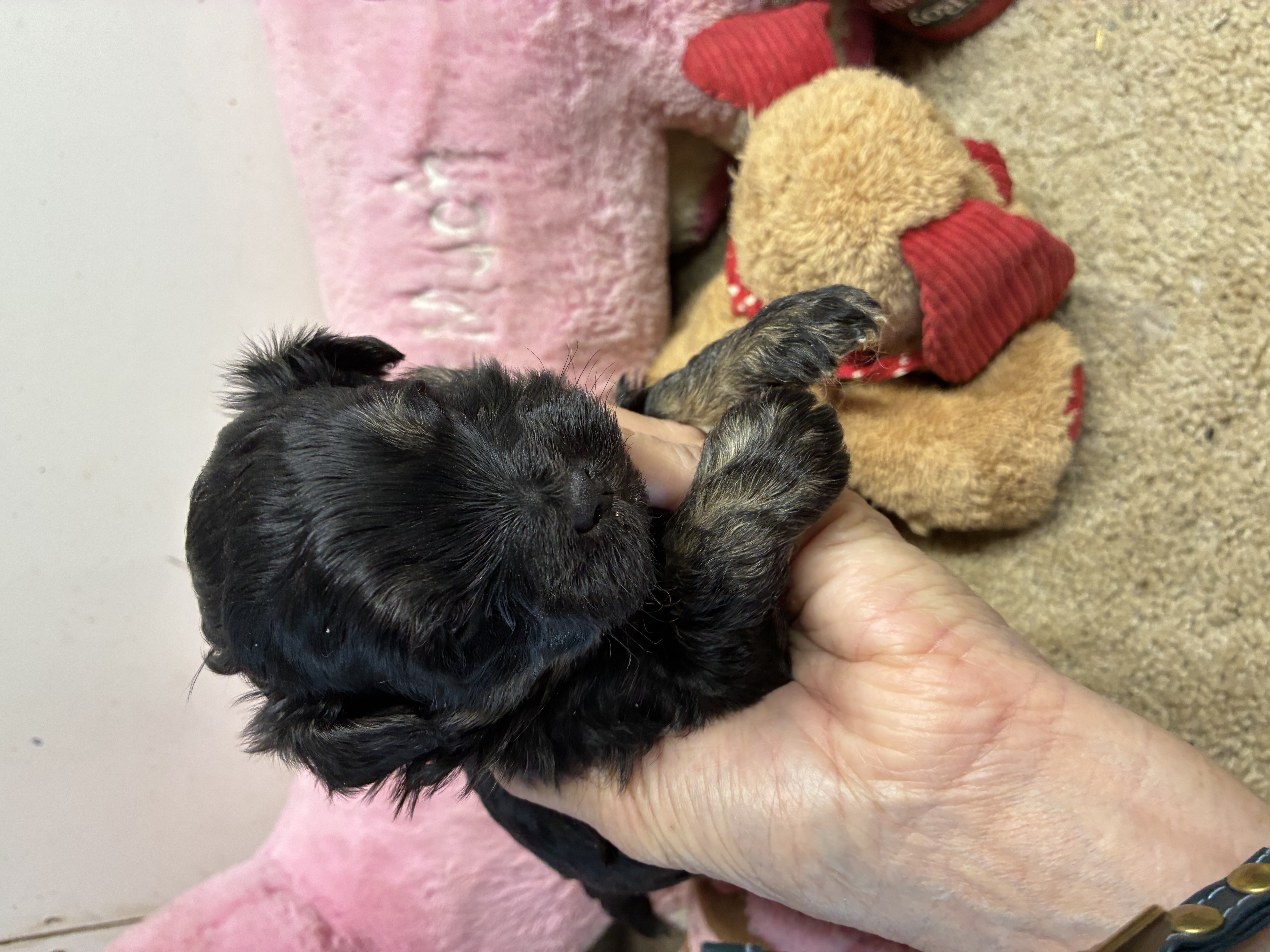April Toby – Shihpoo, Shorkie puppy for sale in Concordia, KS