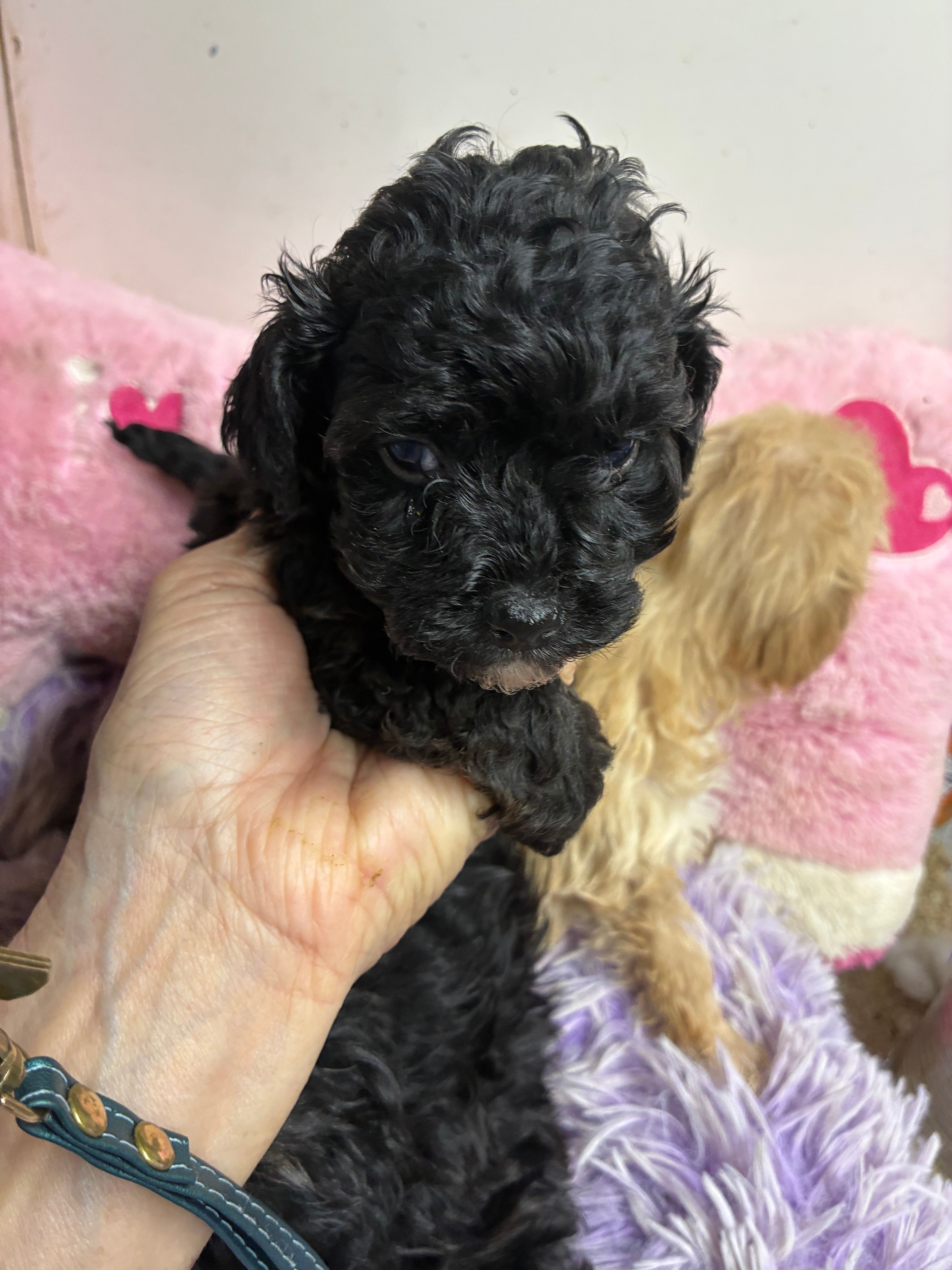 Lily – Shihpoo puppy for sale in Concordia, KS