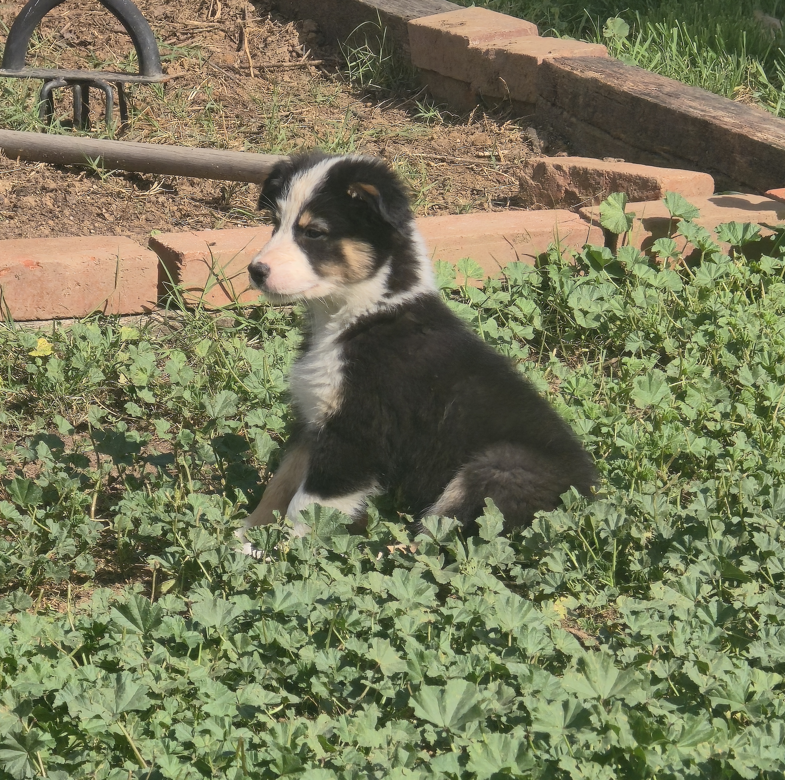 Suki – Australian Shepherd puppy for sale in Riverside, CA