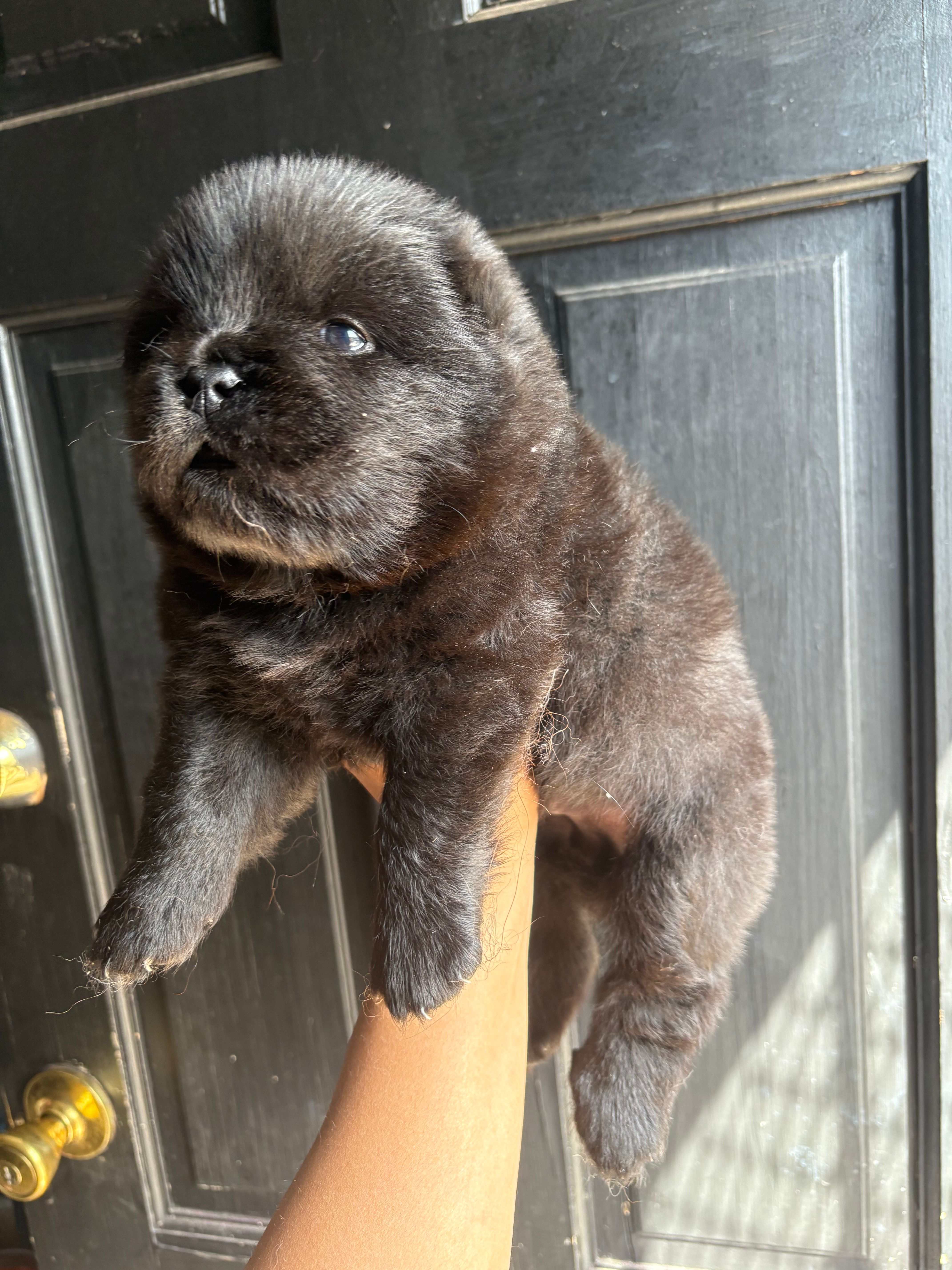 Chilly – Chow Chow puppy for sale in Philadelphia, PA