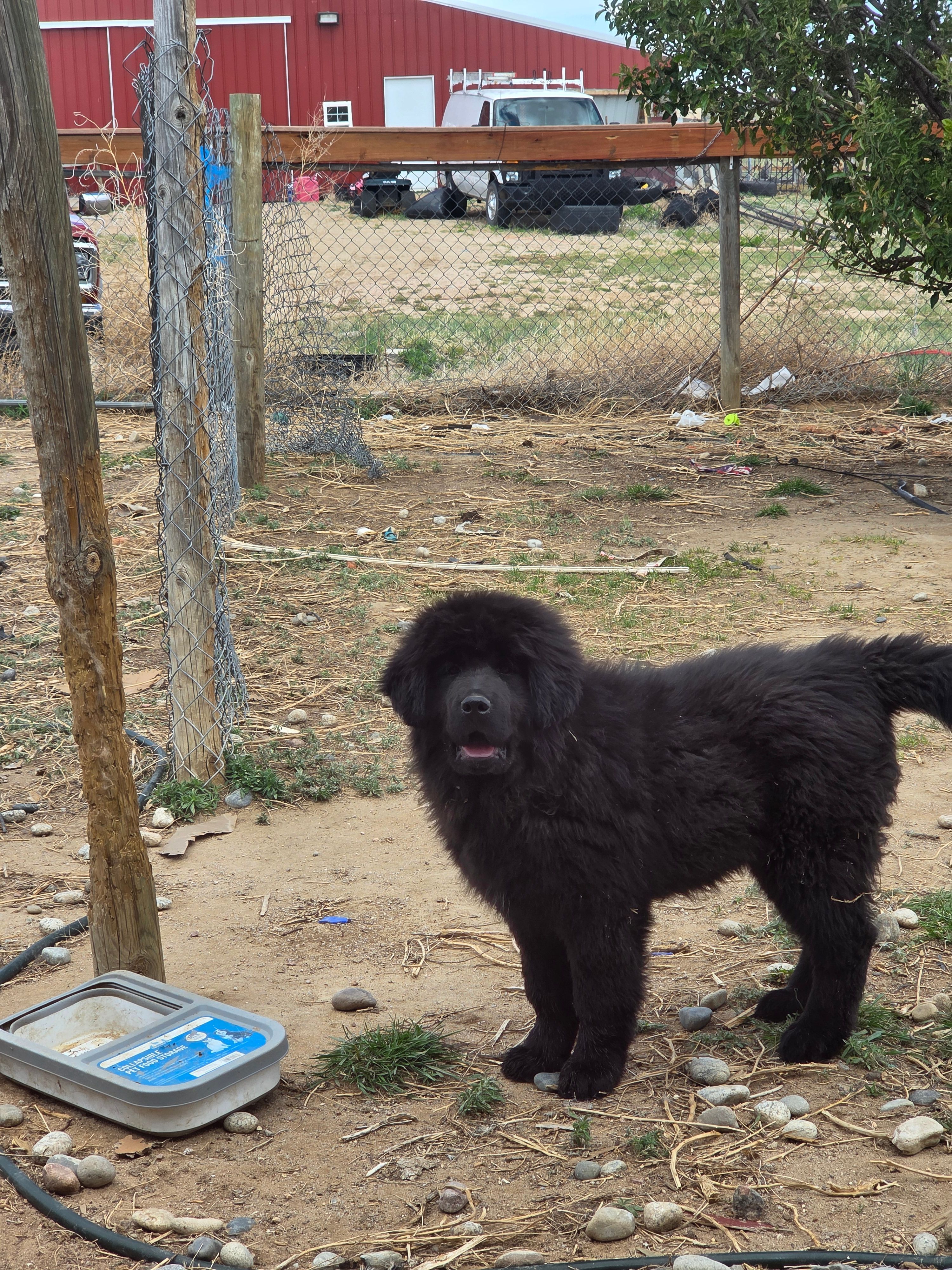 Freyja – Tibetan Mastiff puppy for sale in Yoder, CO