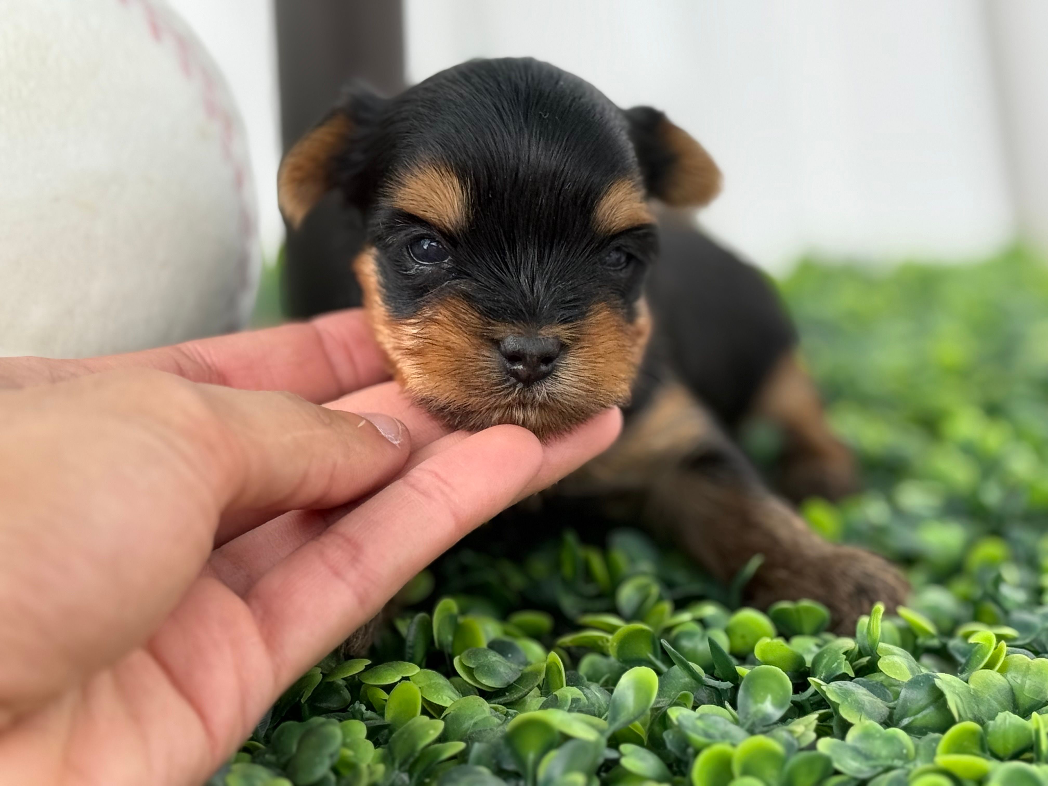 Luca – Yorkshire Terrier puppy for sale in Tampa, FL