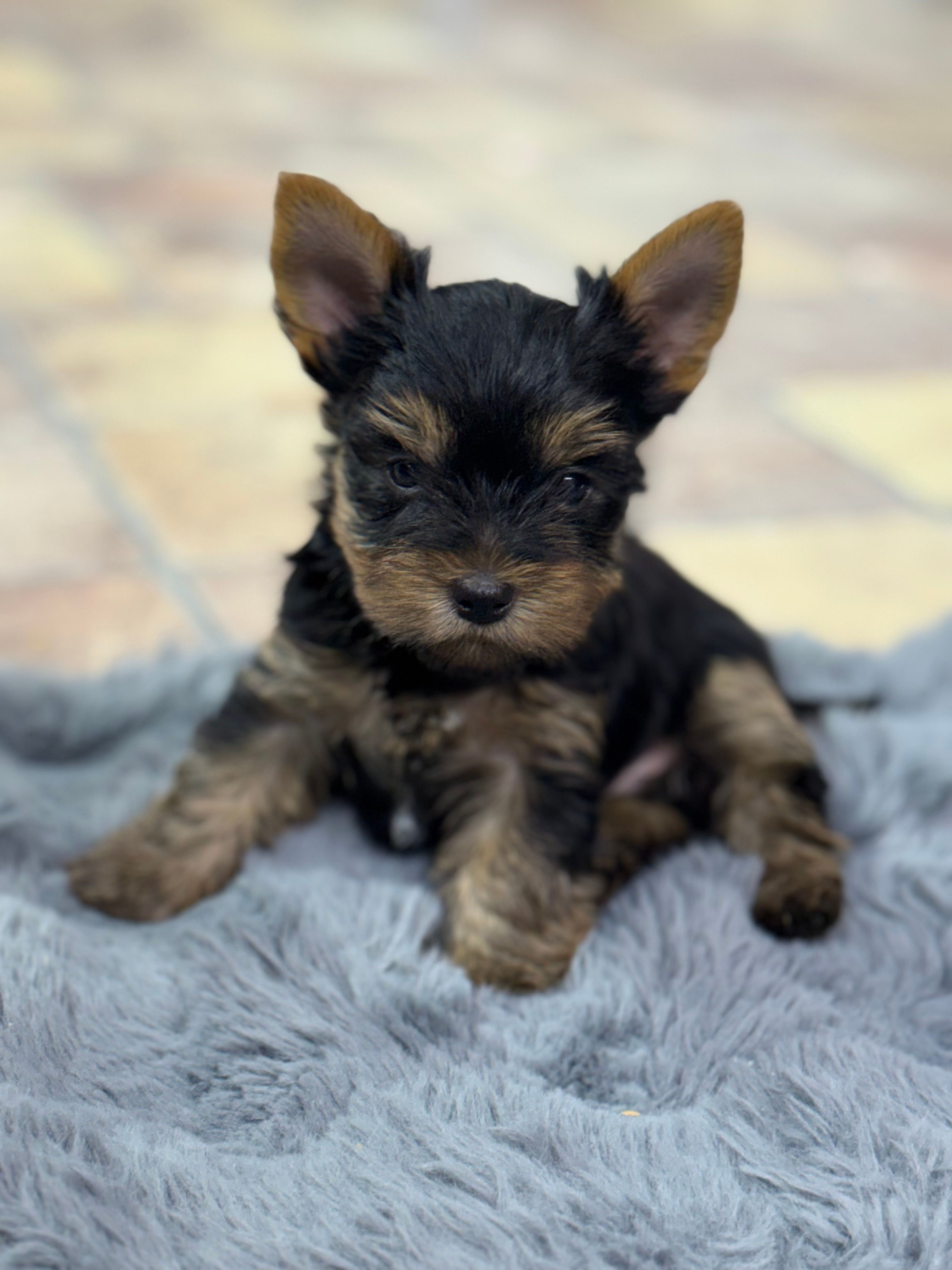 Luke Russian 🩸  – Yorkshire Terrier puppy for sale in Tampa, FL