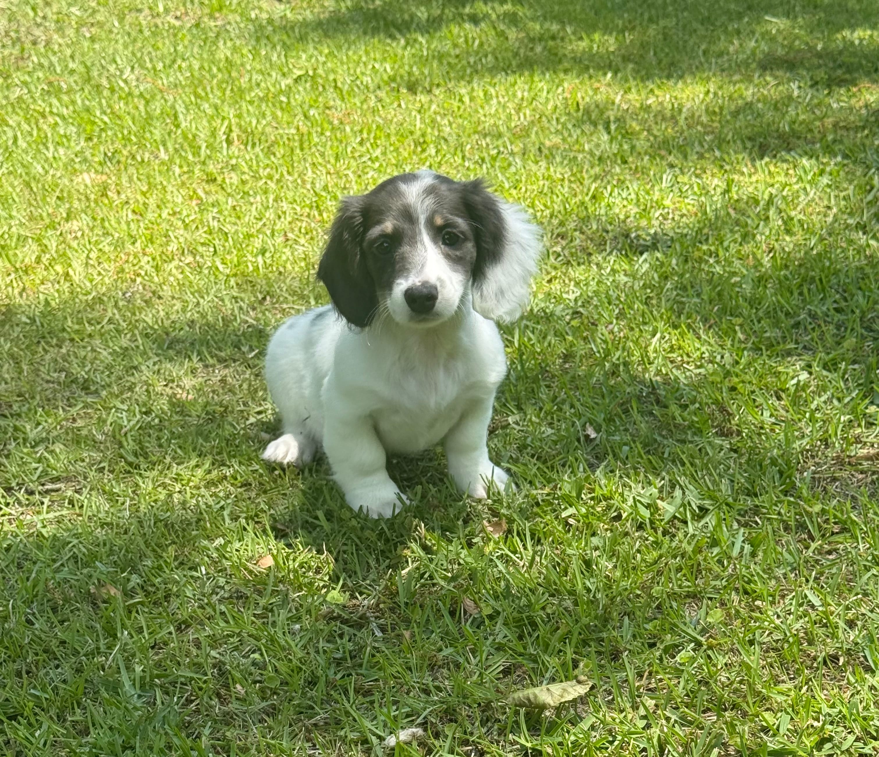 Navy – Miniature Dachshund puppy for sale in Wrens, GA