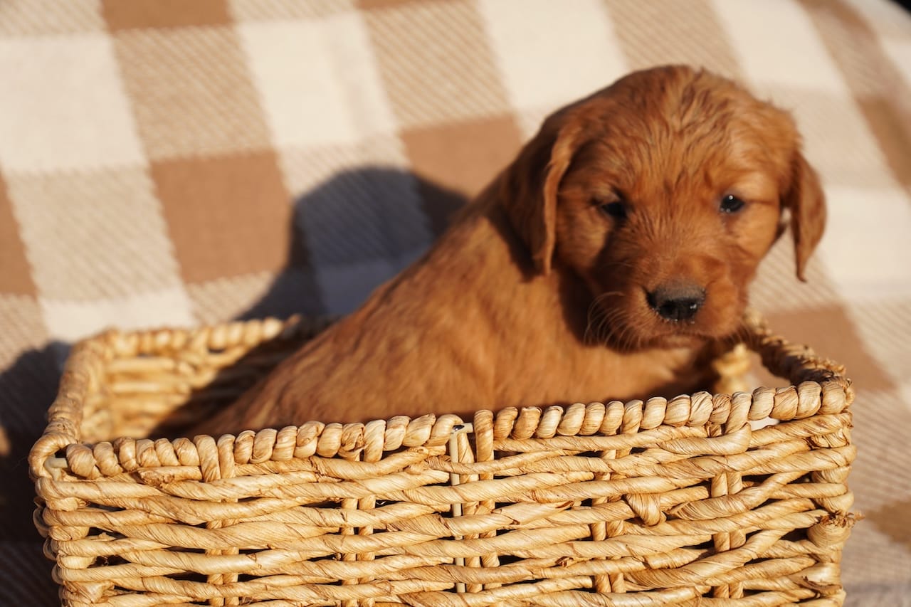 May - AKC, Genetically Clear – Golden Retriever puppy for sale in Los Angeles, CA